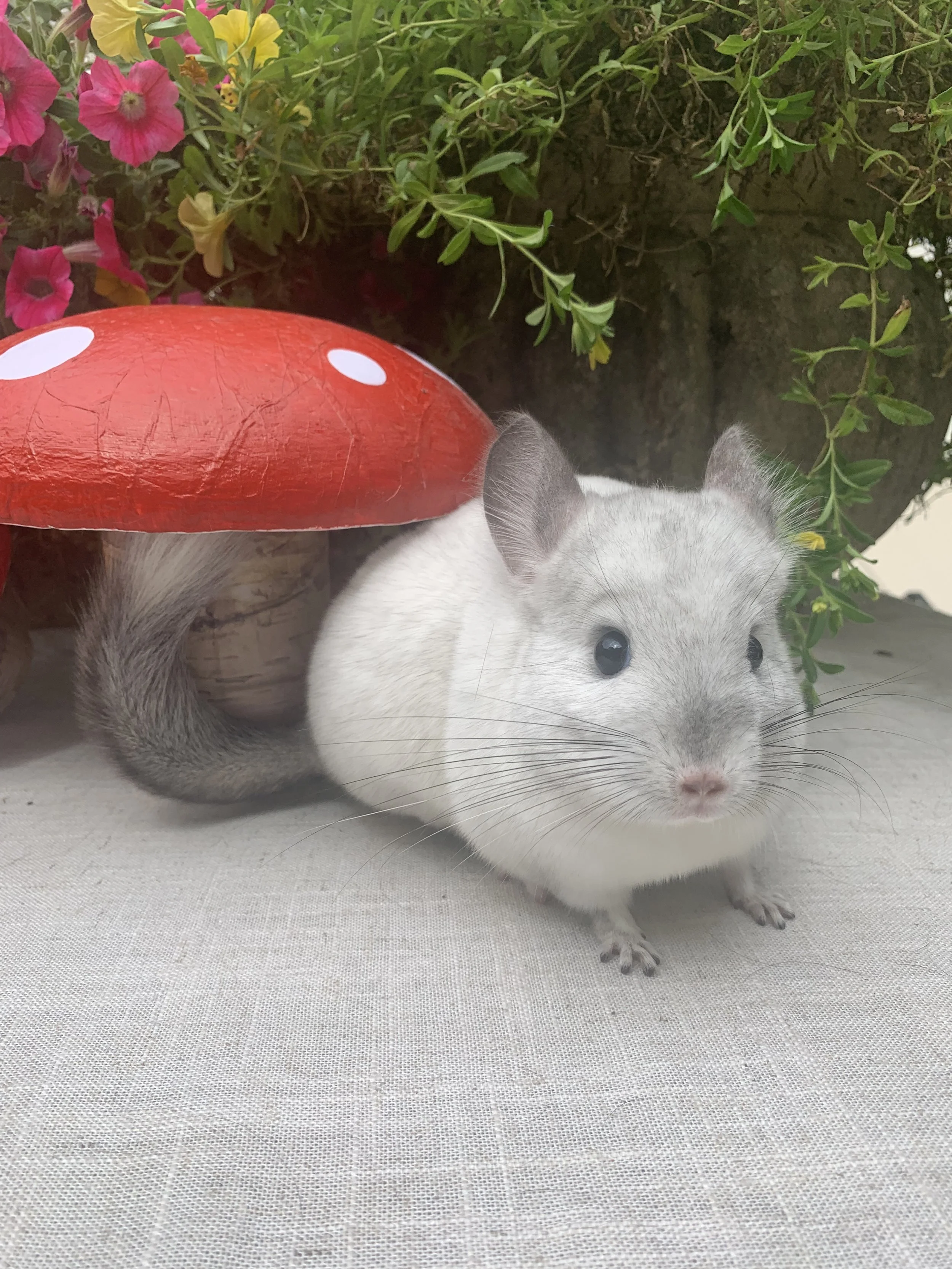 Kathryn Langham 2024-10-02 IMG_9037 Pearl.jpeg