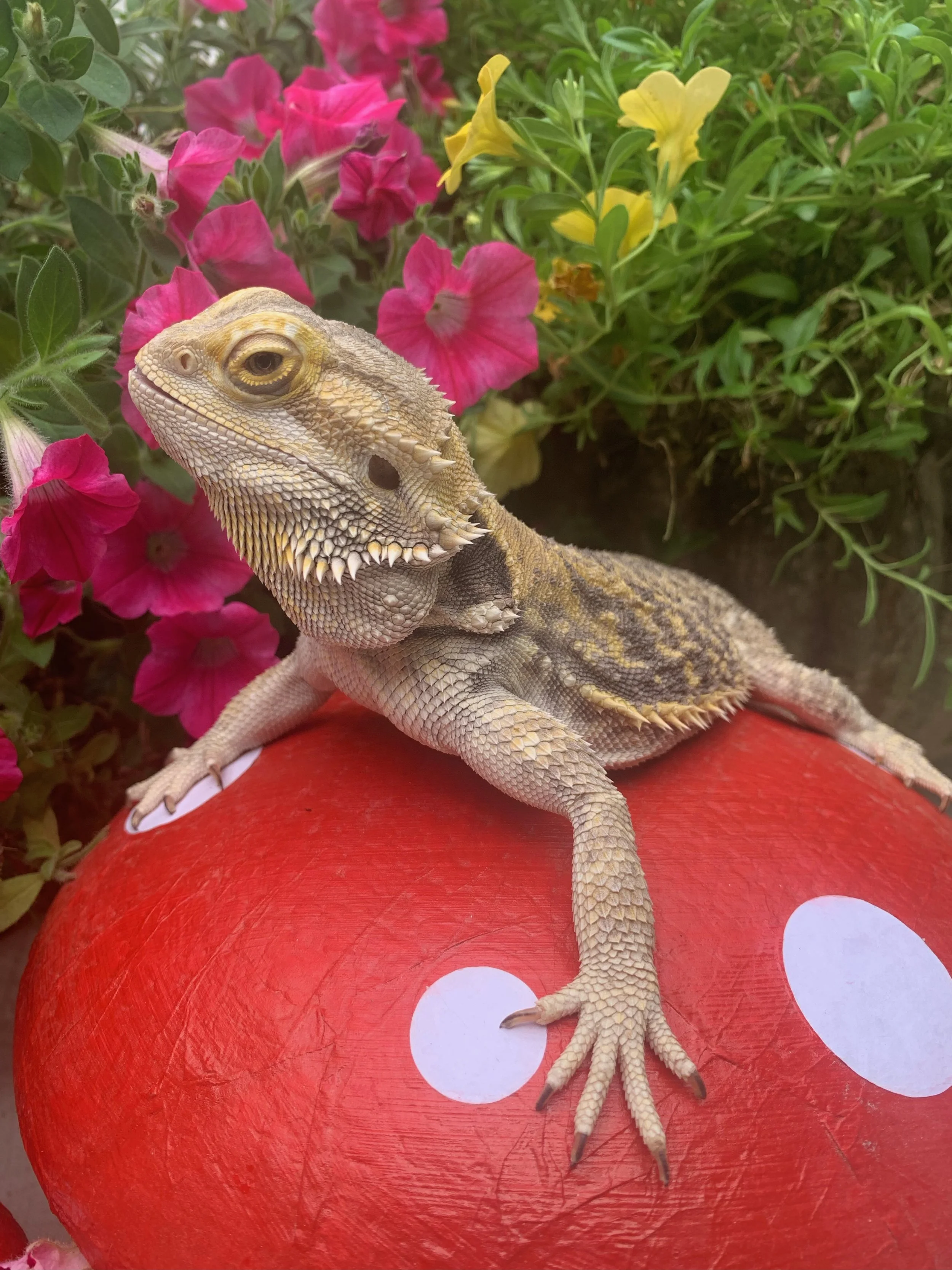 Kathryn Langham 2024-10-07 IMG_8999.jpeg