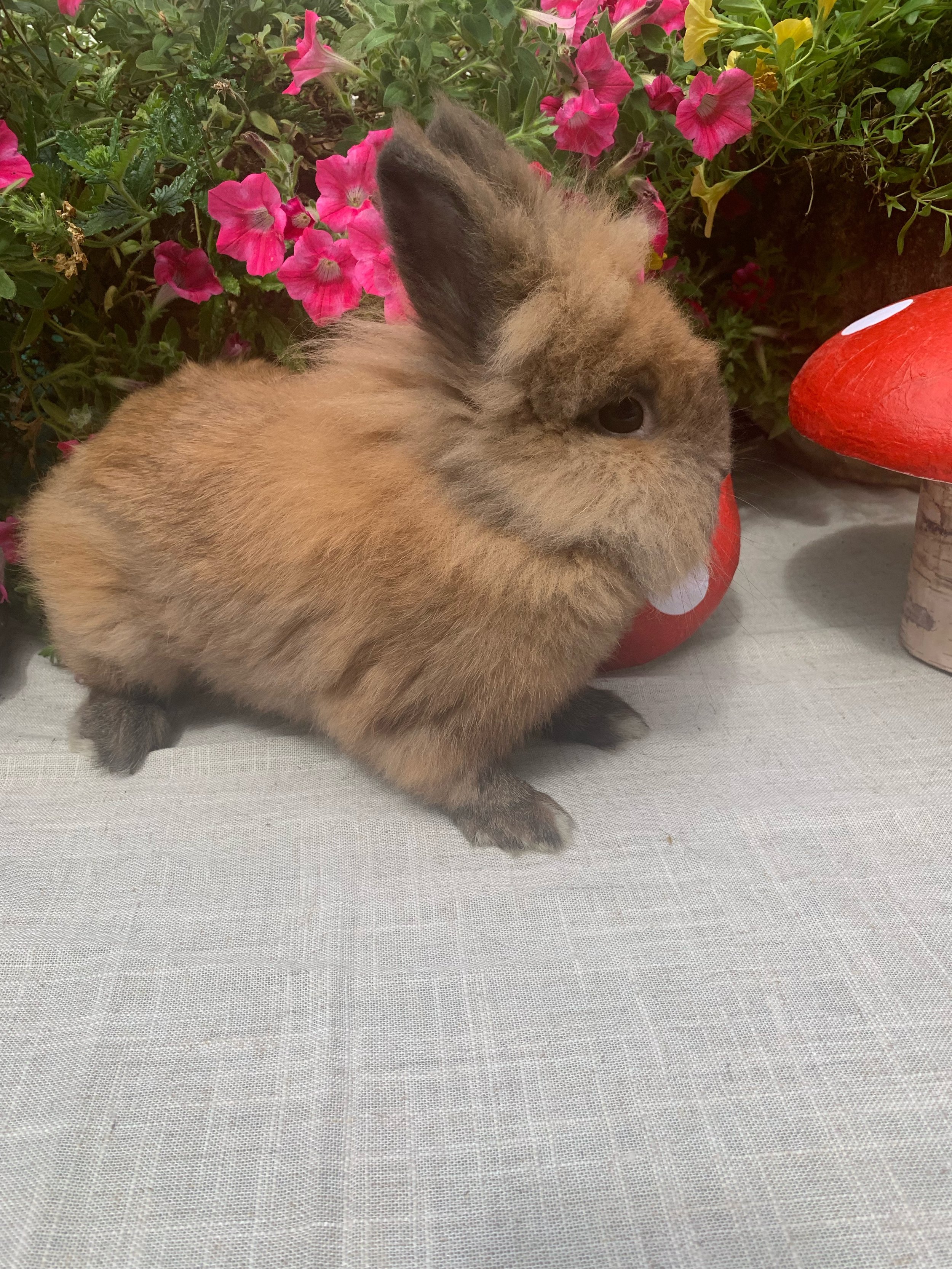 Kathryn Langham 2024-10-07 IMG_9047.jpeg