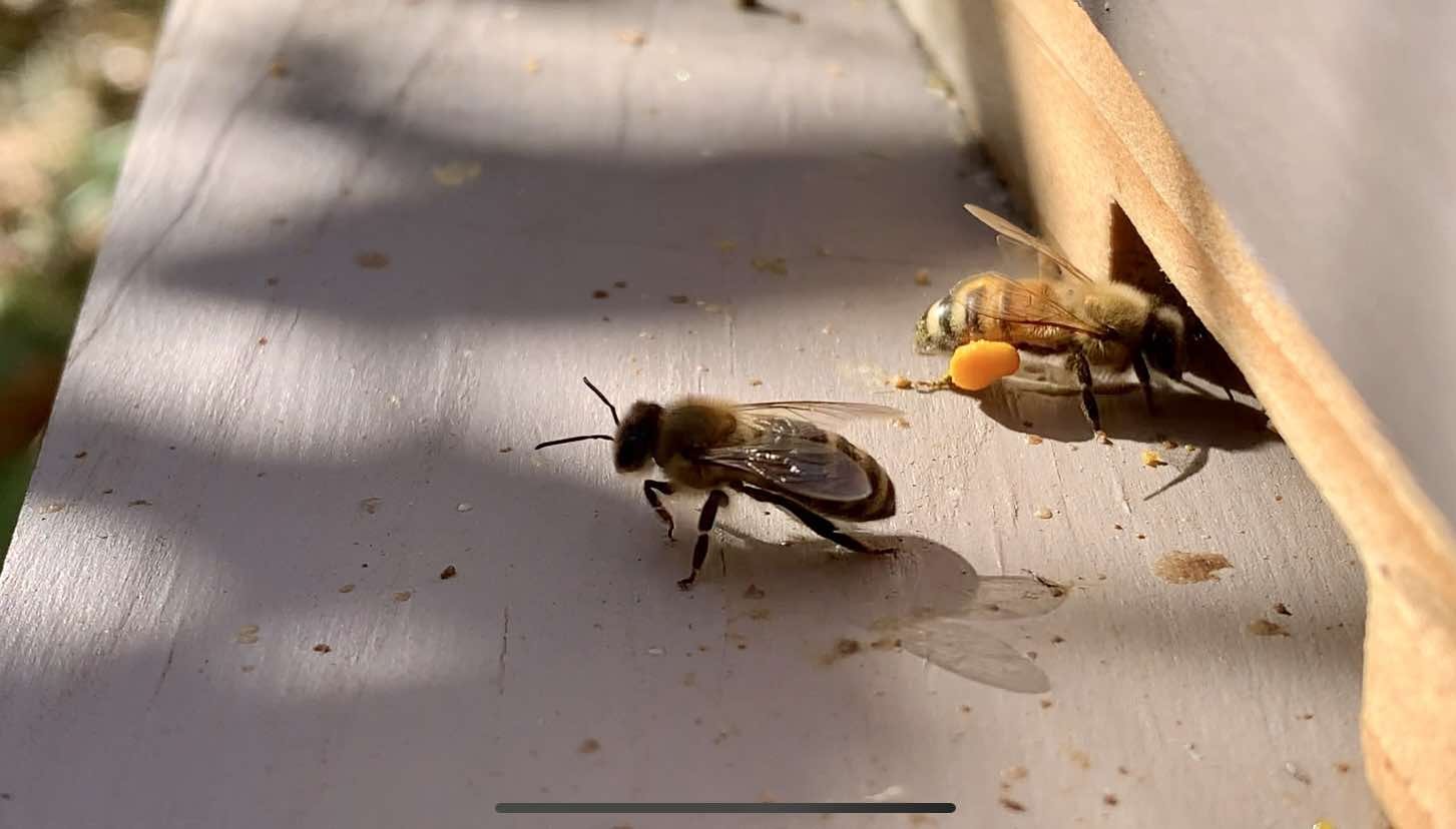 beekeeping image.jpeg