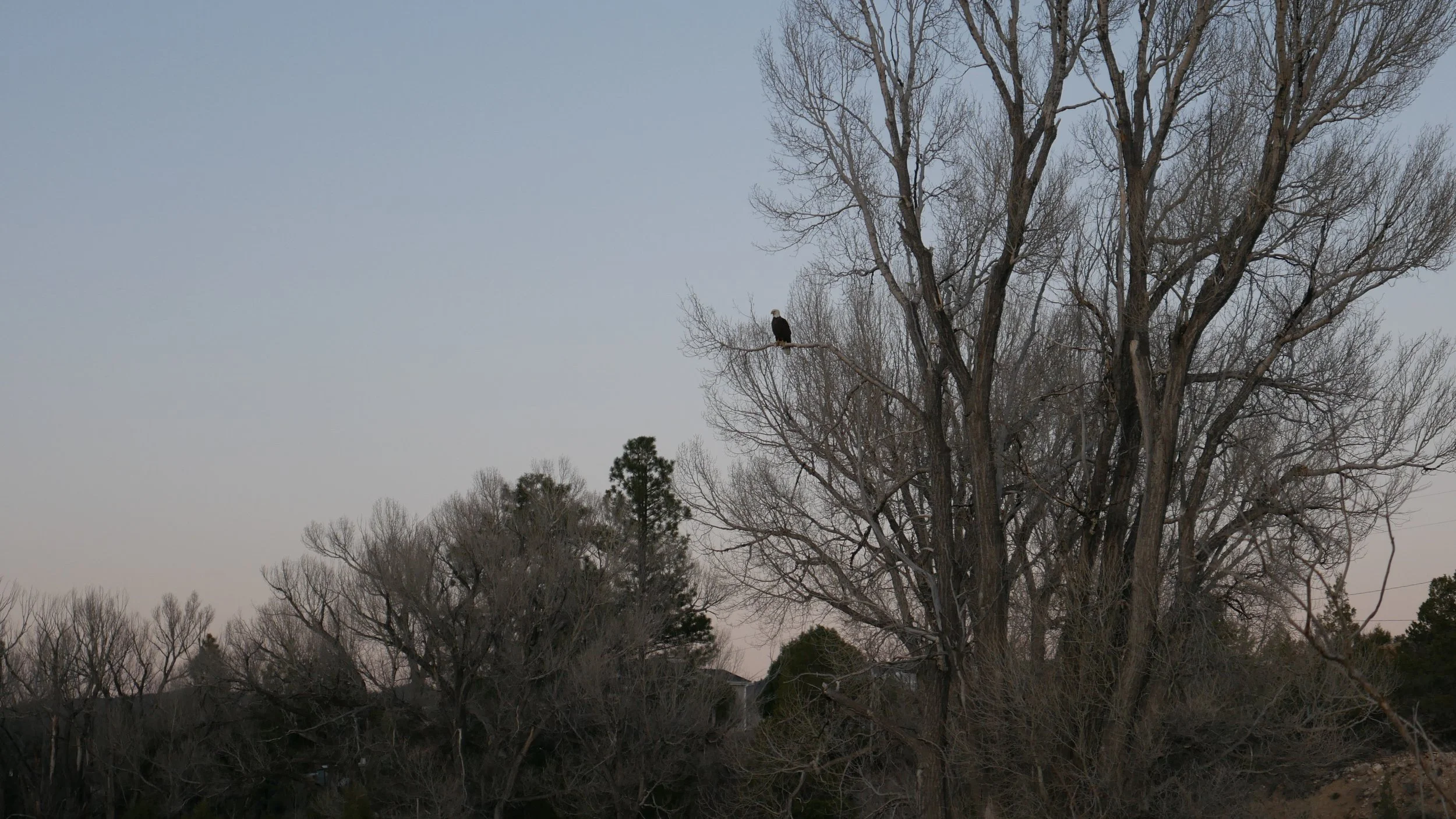 We Each Suffer Grief Uniquely: a Conversation with Melissa Kwasny 
