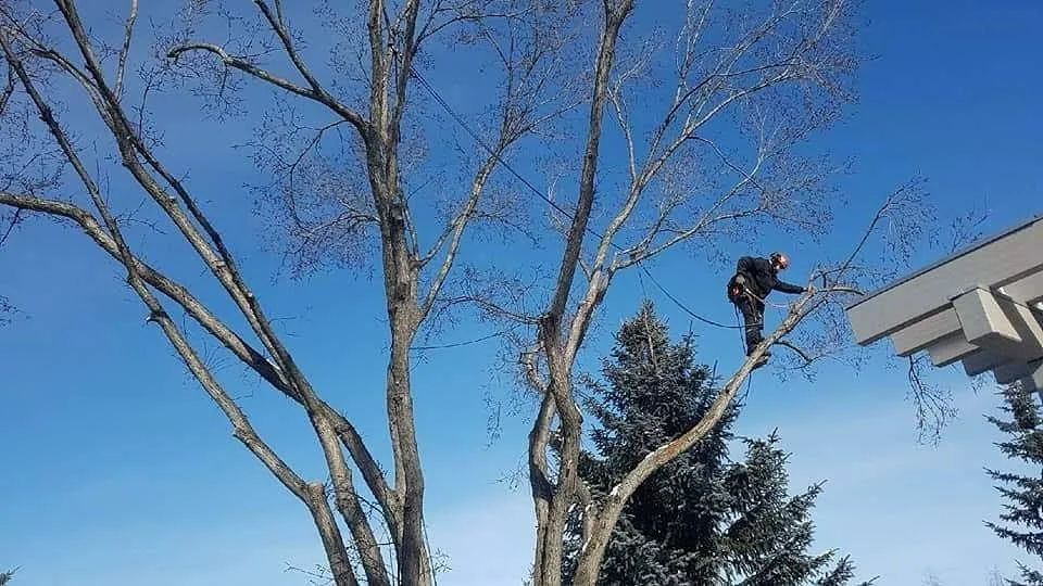 Strathcona Tree Care