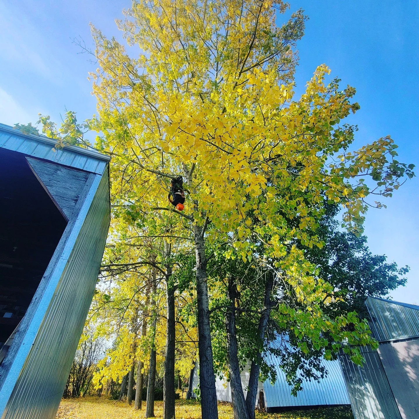 Our job can be a little upside down sometimes. #arboristsofinstagram #arborist #treework #treeclimber #treepruning #treeclimbing #arboriculture #arboriculturecanada #arboristclimber