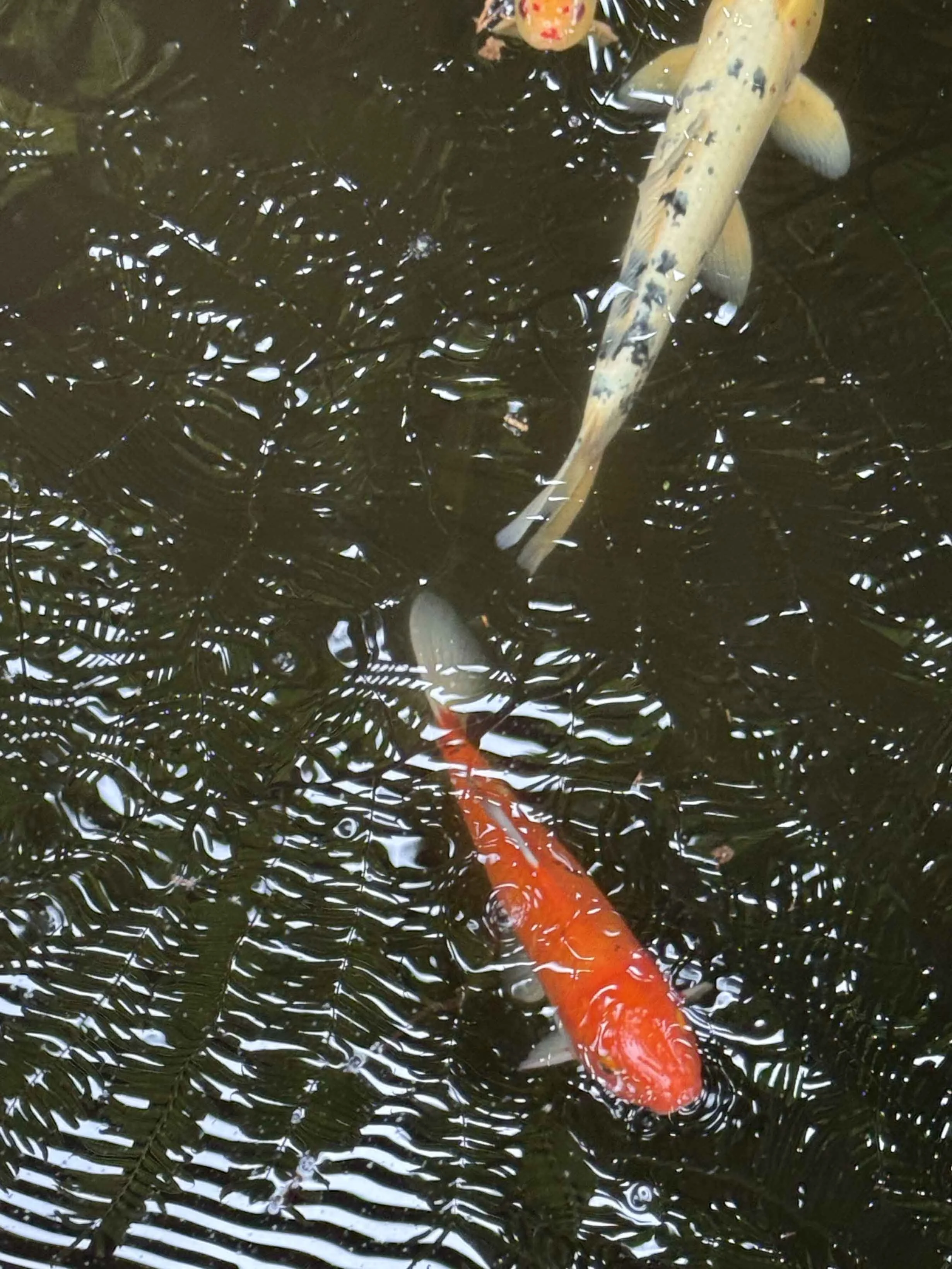  Koi in the Fernery, Botanic Gardens 