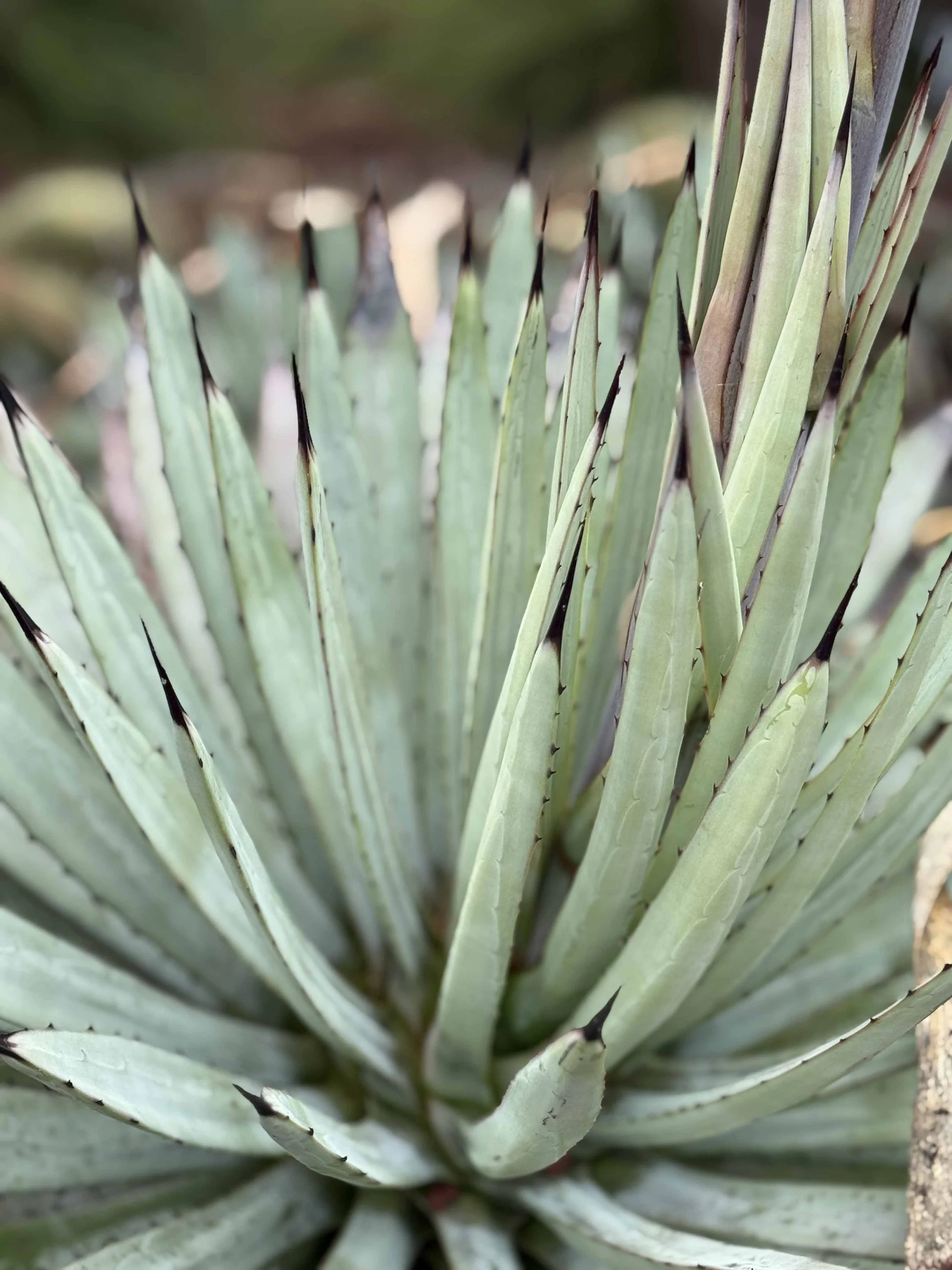  Cactus Garden, Botanic Gardens 