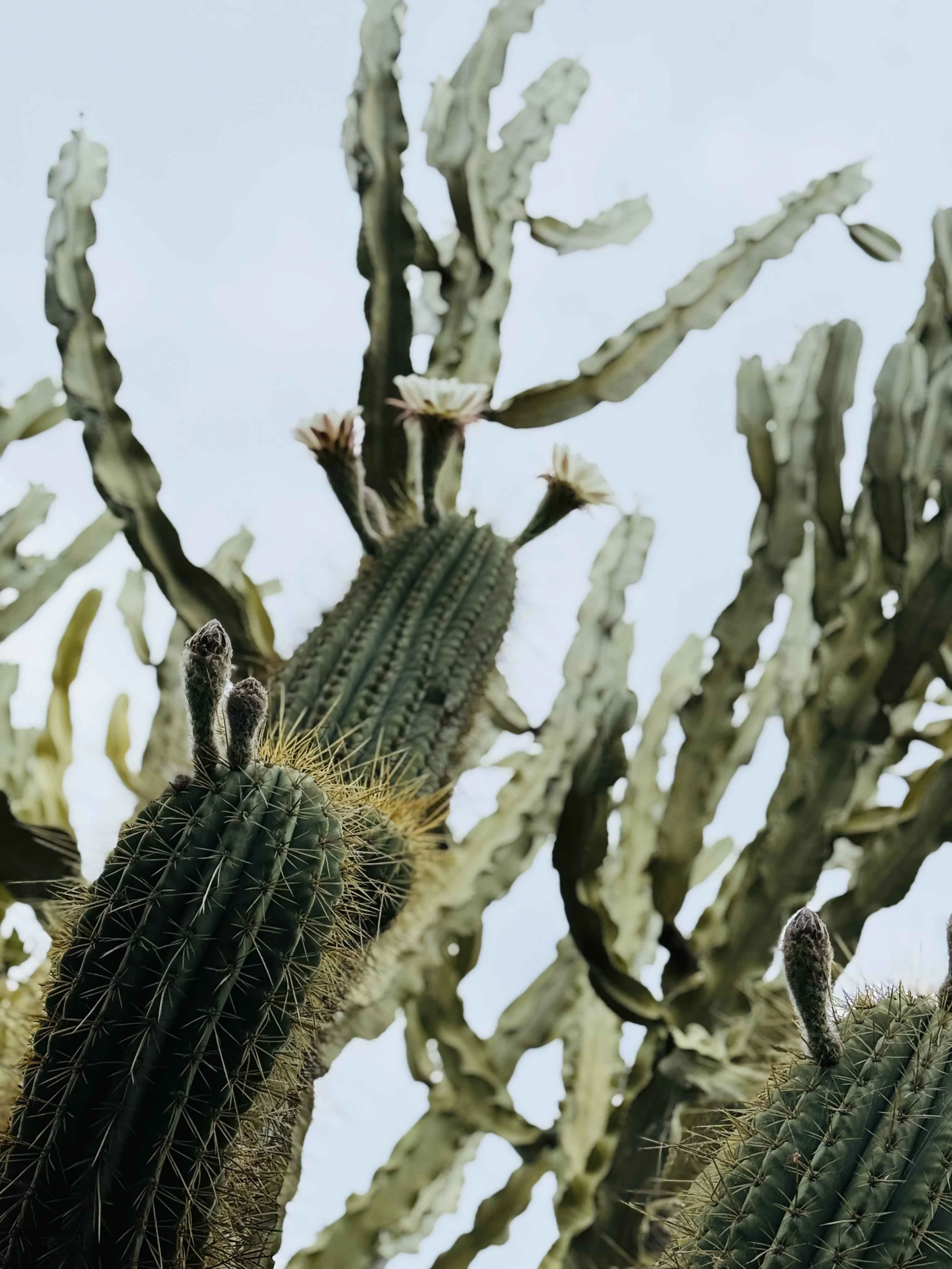  In the Cactus Garden, Art Gallery of NSW 