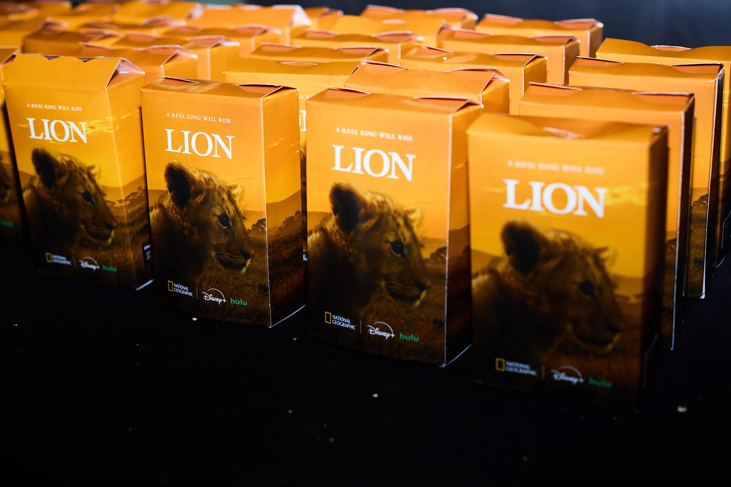 LC_LUCA MASTRO_LION 70 (1).jpg
