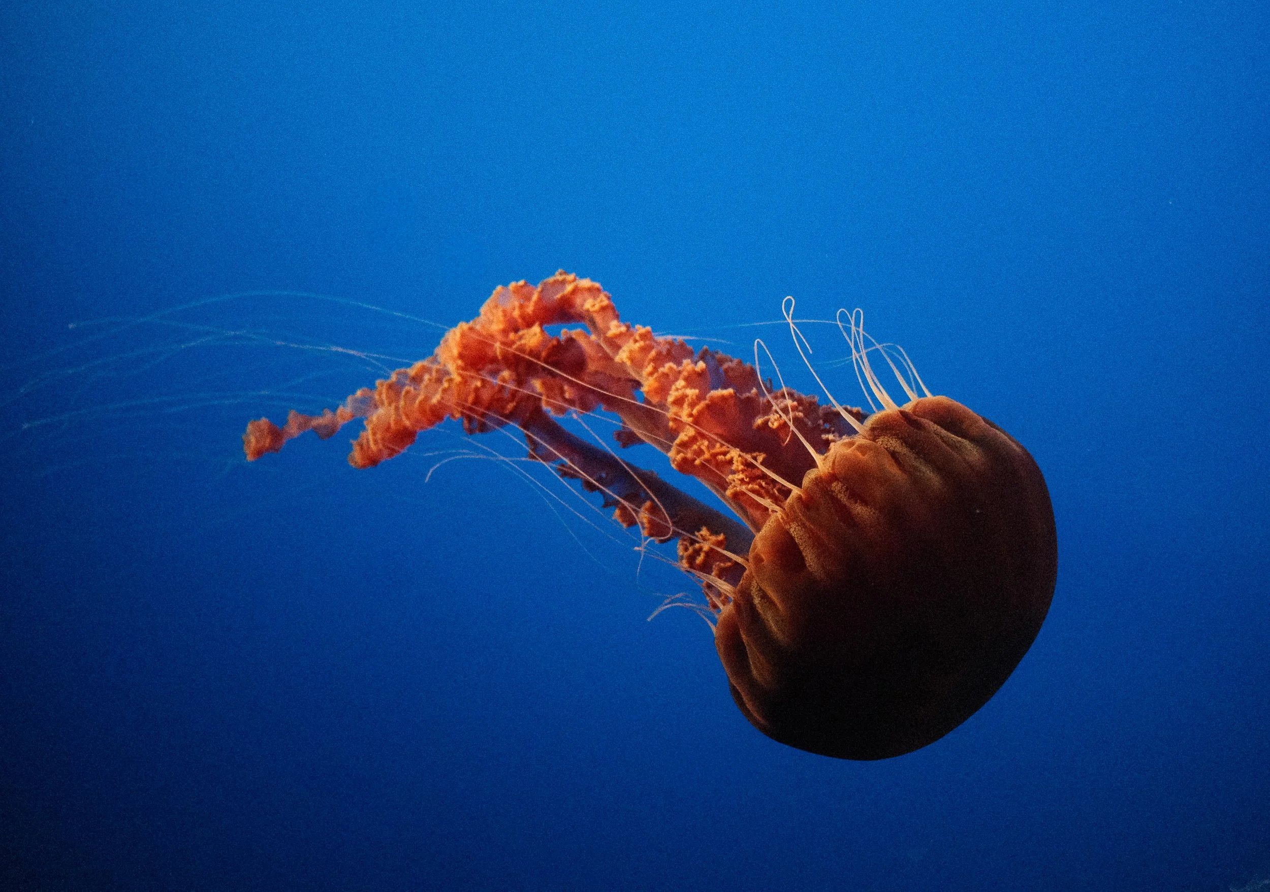Glowing Orange and Red Giant Jellyfish in Aquarium Film Grain-1.jpeg
