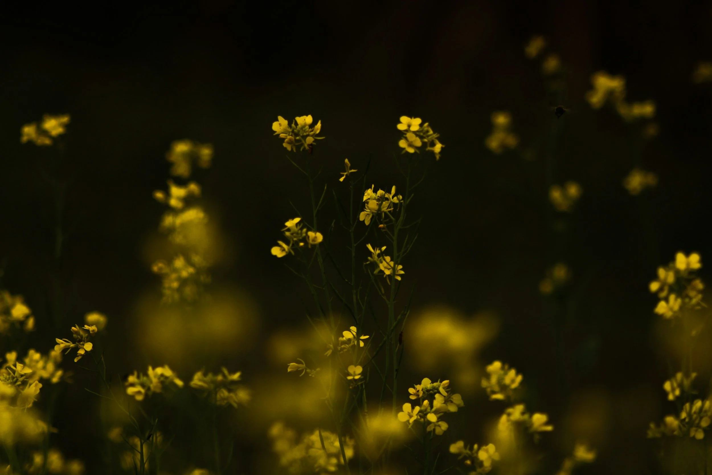 Close-up of yellow wildflowers against a dark background.