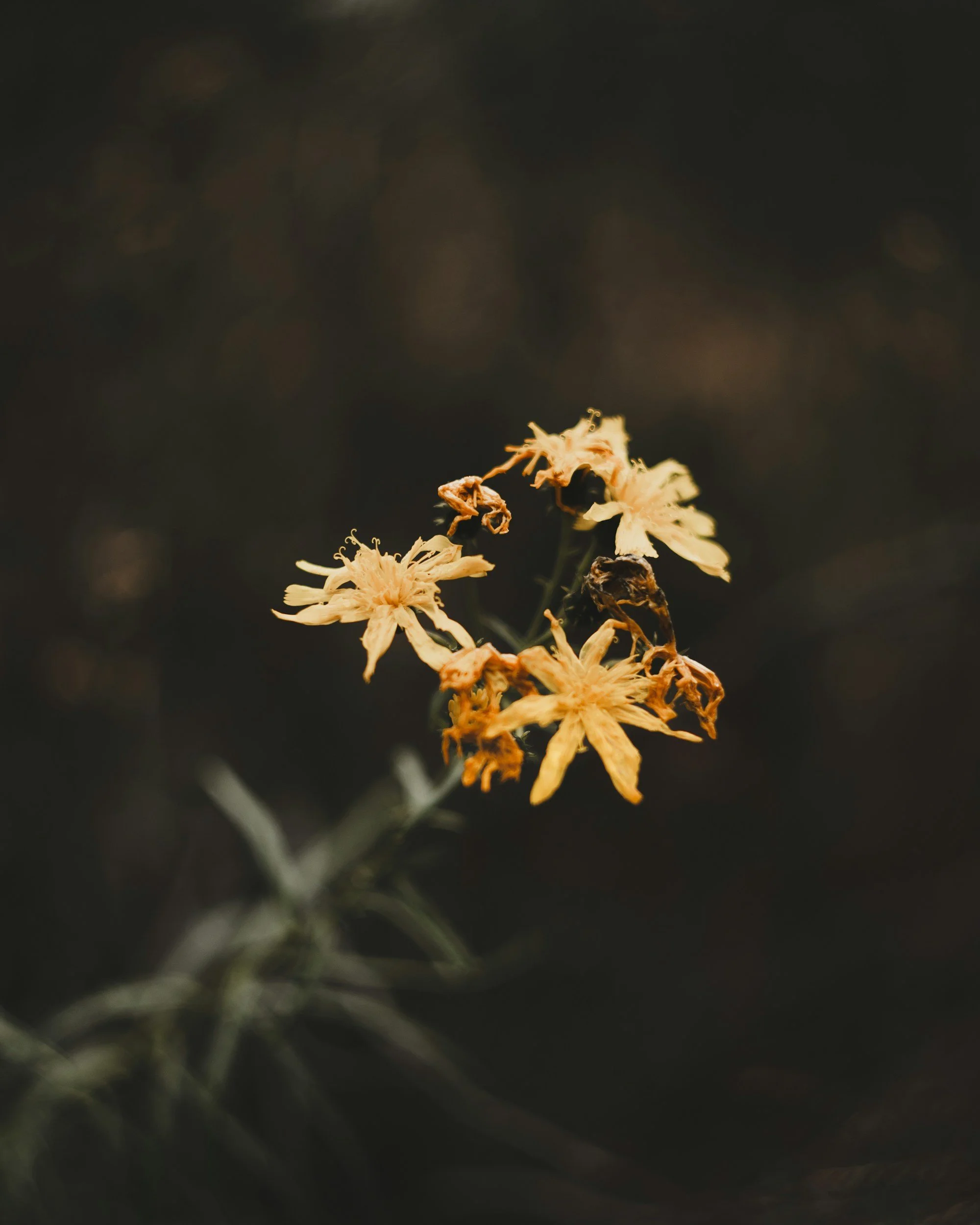 Withered yellow flowers on a dark background.