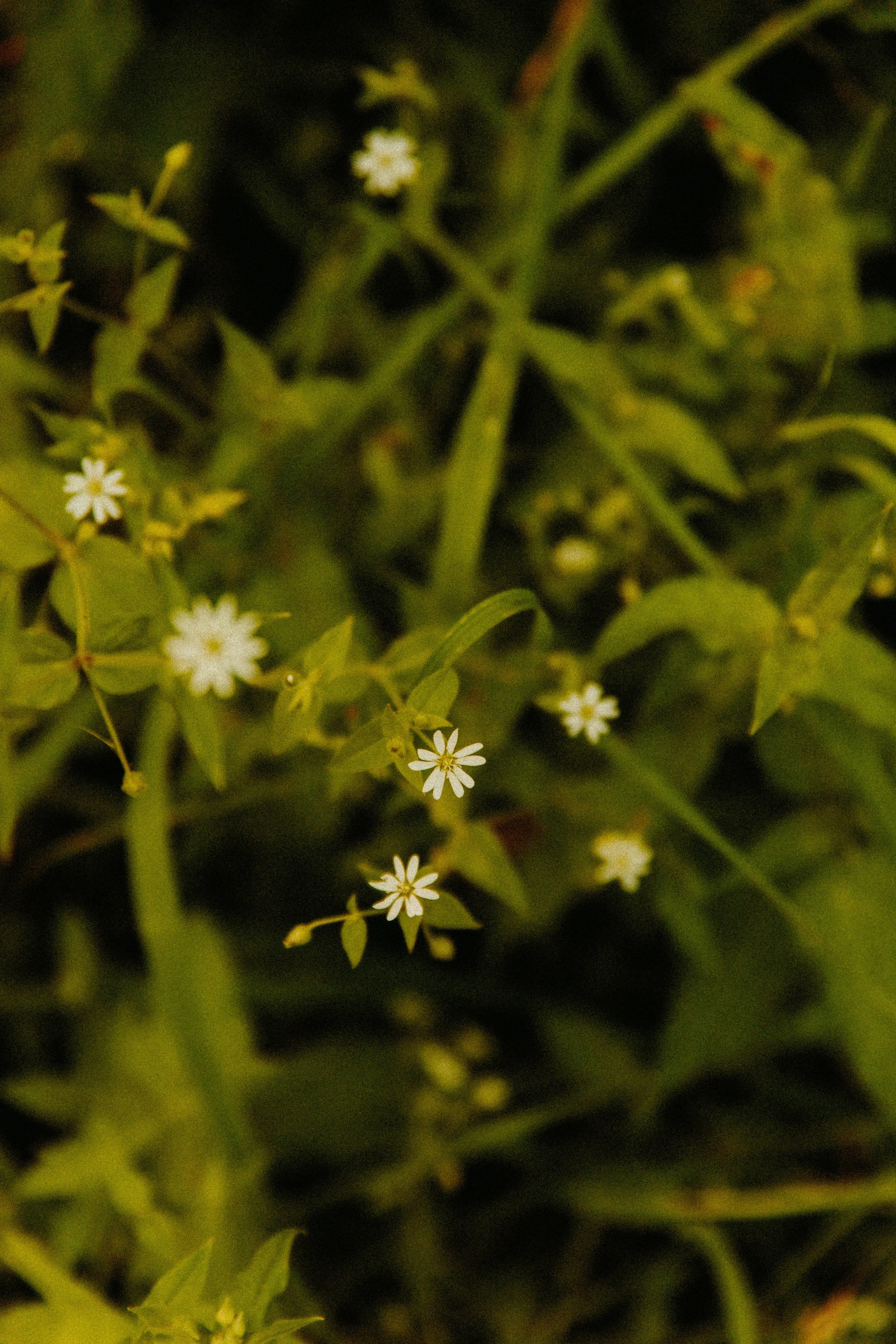 Close-up of small white flowers with five petals on green stems and leaves.
