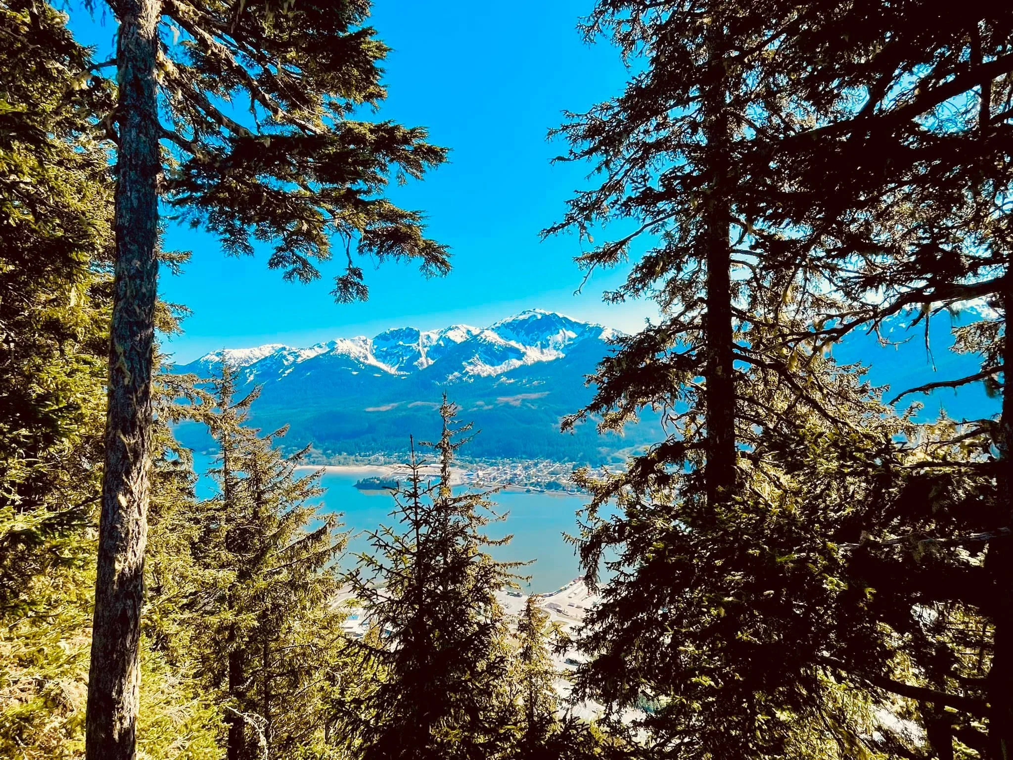 Snow-capped mountains behind a lake, viewed through green pine trees in a forest.