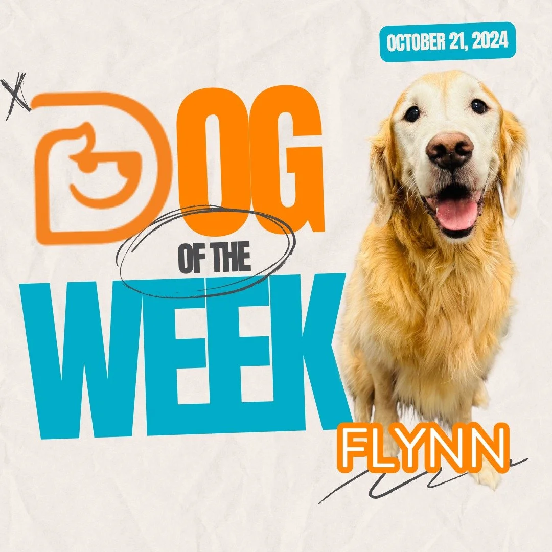 Announcement for October 21, 2024, Dog of the Week, featuring a smiling golden retriever with a signature at the bottom, and the name Flynn highlighted in orange.