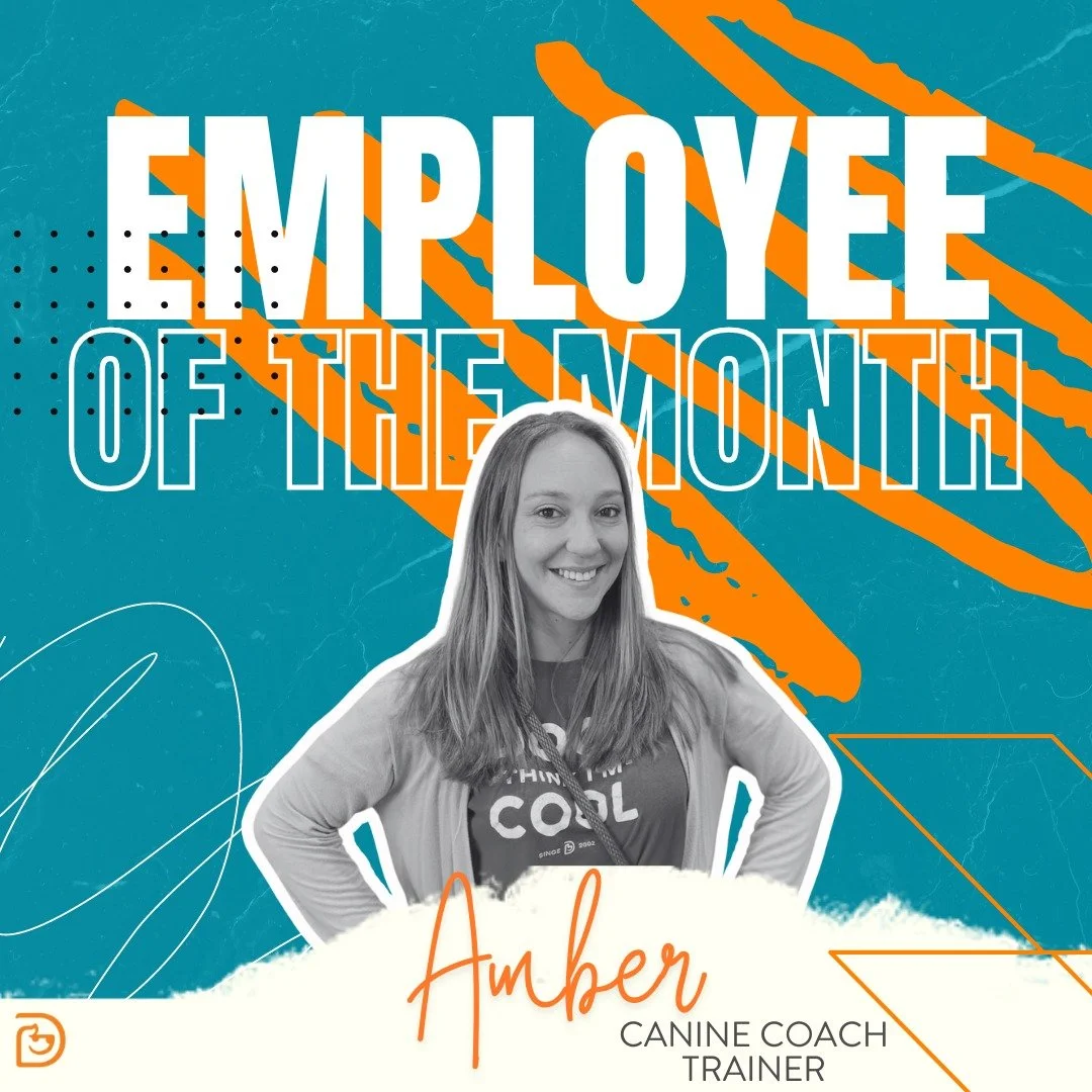 Promotional graphic featuring Amber, a canine coach trainer, with the text 'Employee of the Month' in large white and orange letters, a blue and orange background, and decorative elements.