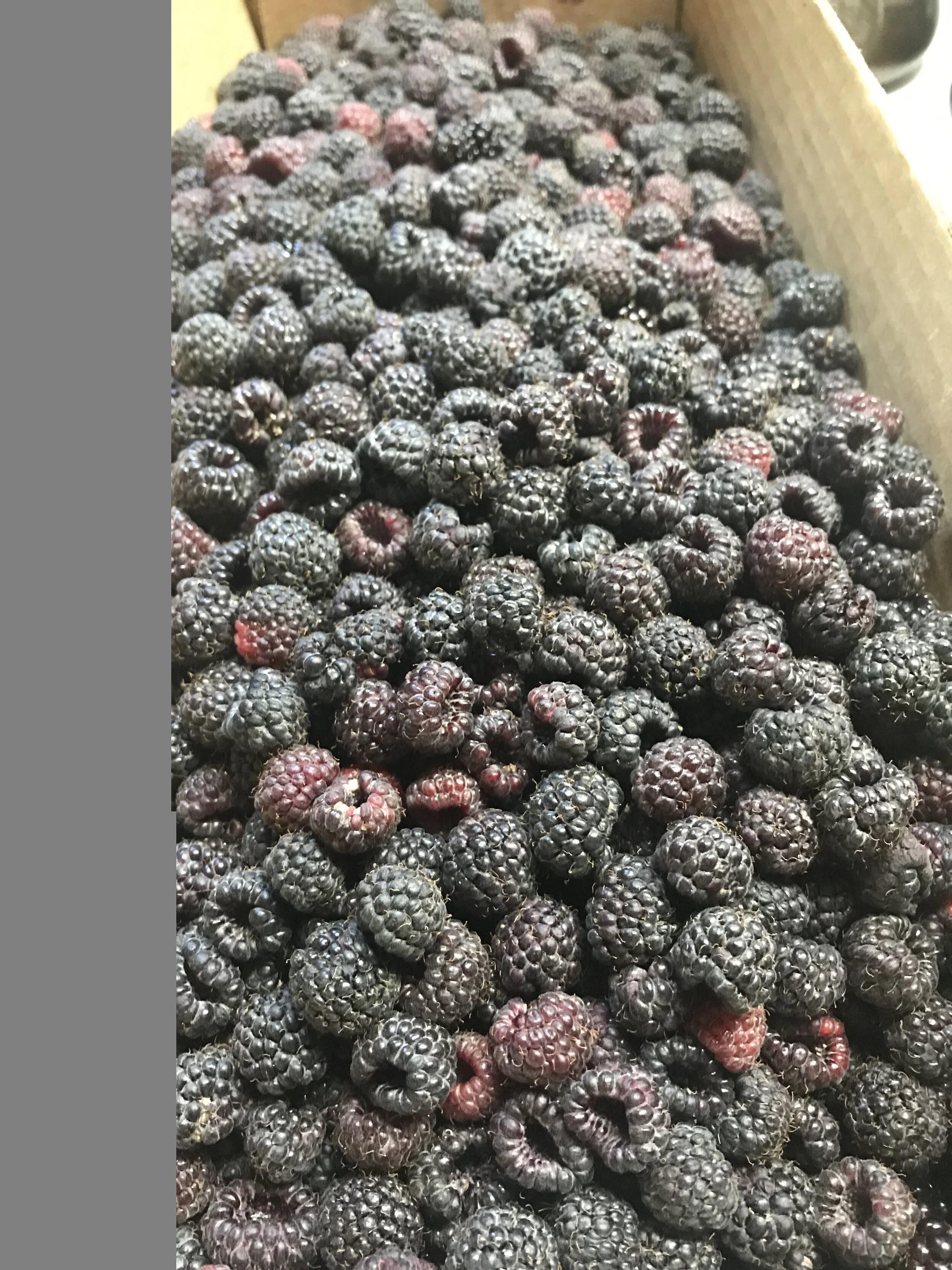 An image of NW Blackcap Raspberries