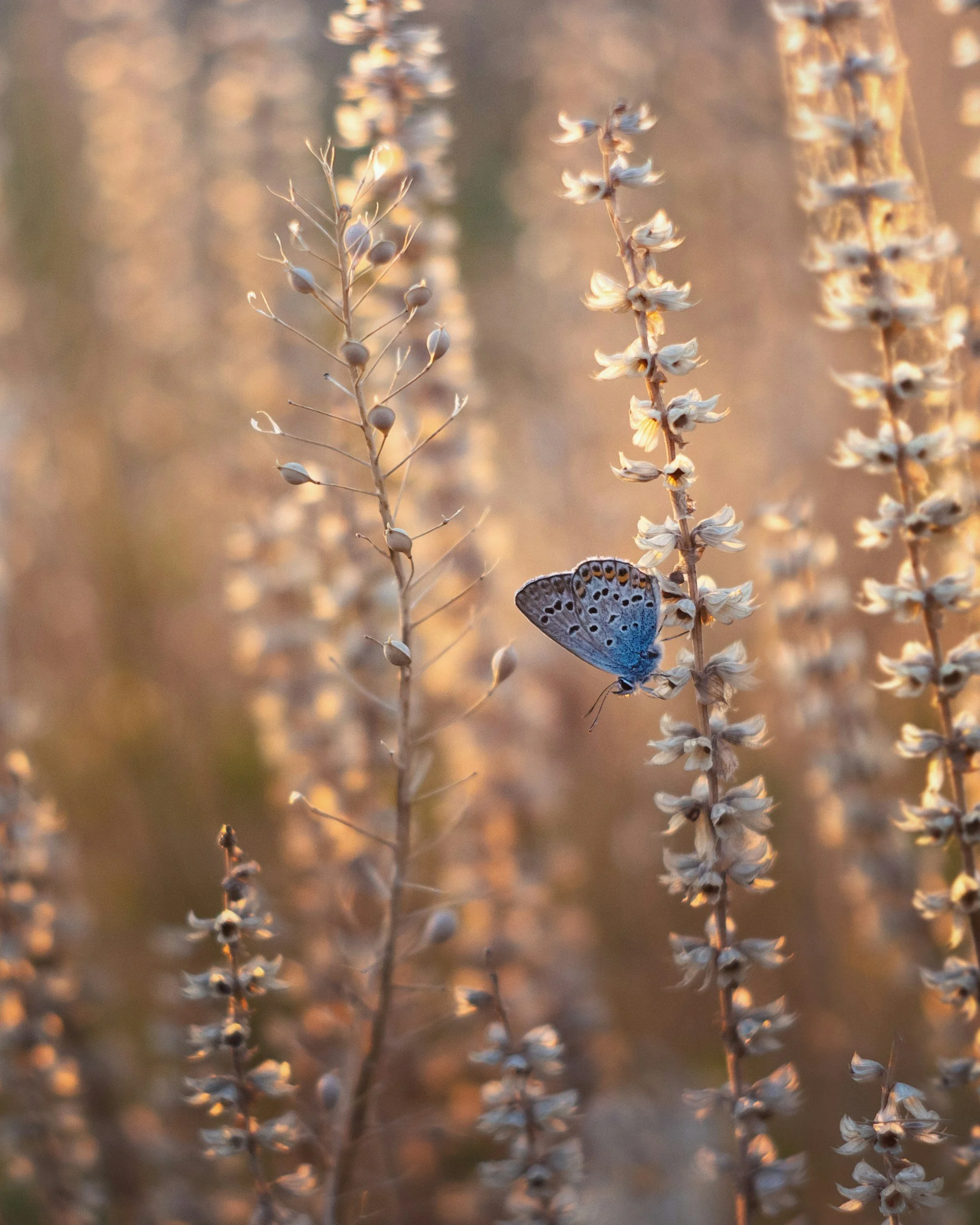 A butterfly perched on a tall, thin plant with small, white flowers, with warm sunlight creating a soft, blurred background.