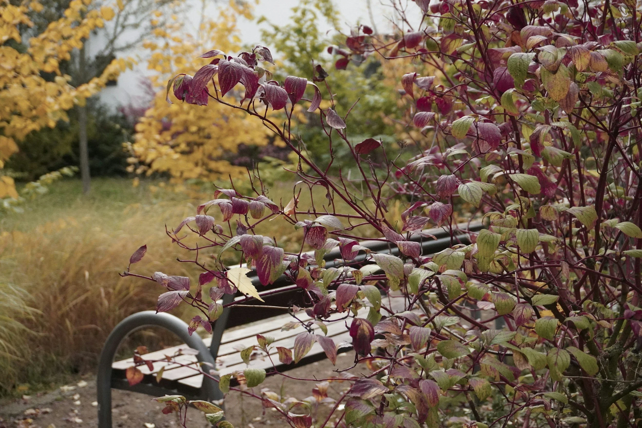 Fall scene in a park featuring a wooden bench, red and green foliage, and trees with yellow and orange leaves in the background.