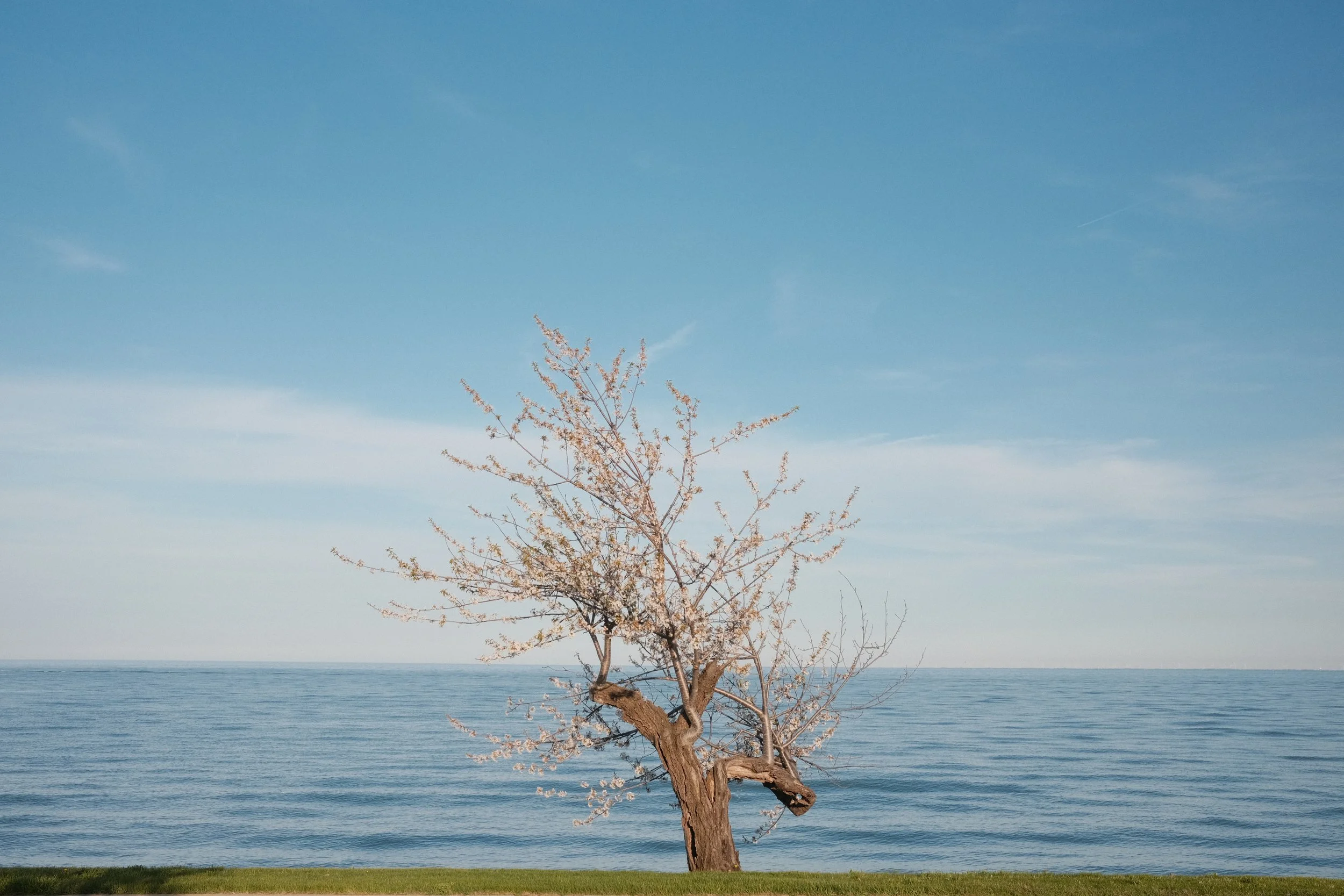A tree with pink blossoms stands by a body of water under a clear blue sky.