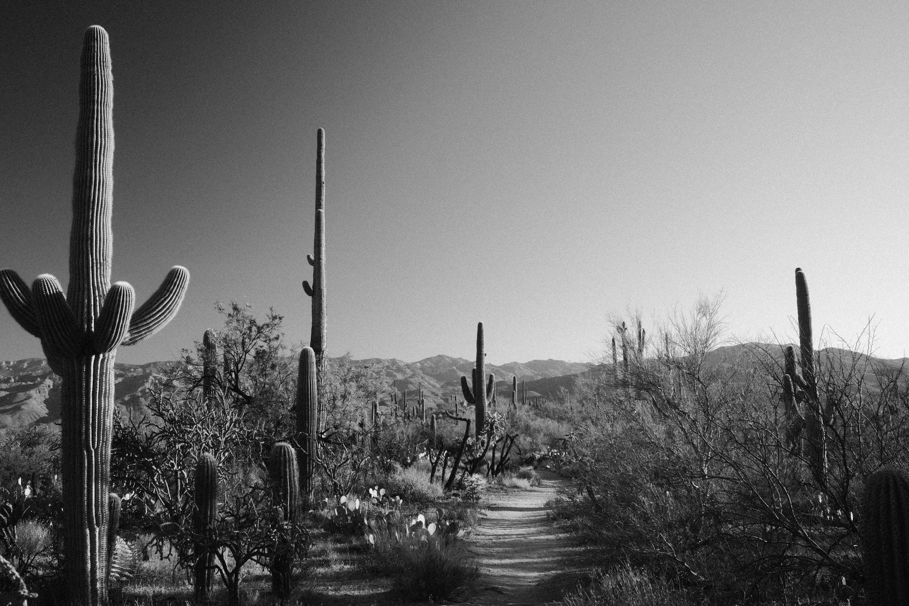 Desert scene with tall cacti, leafless bushes, and distant mountains, in black and white.