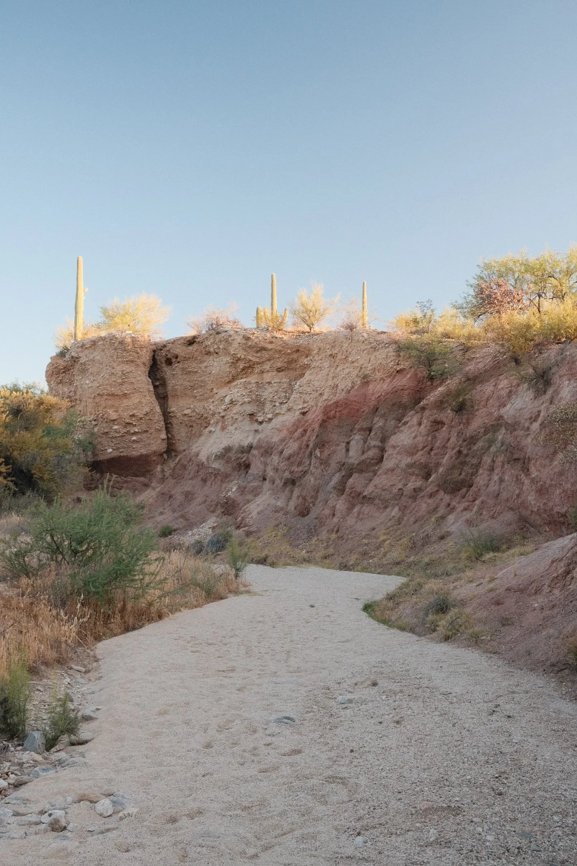 A dry, sandy trail in a desert canyon, with tall rocky cliffs and sparse desert vegetation, cacti, and bushes under a clear blue sky.