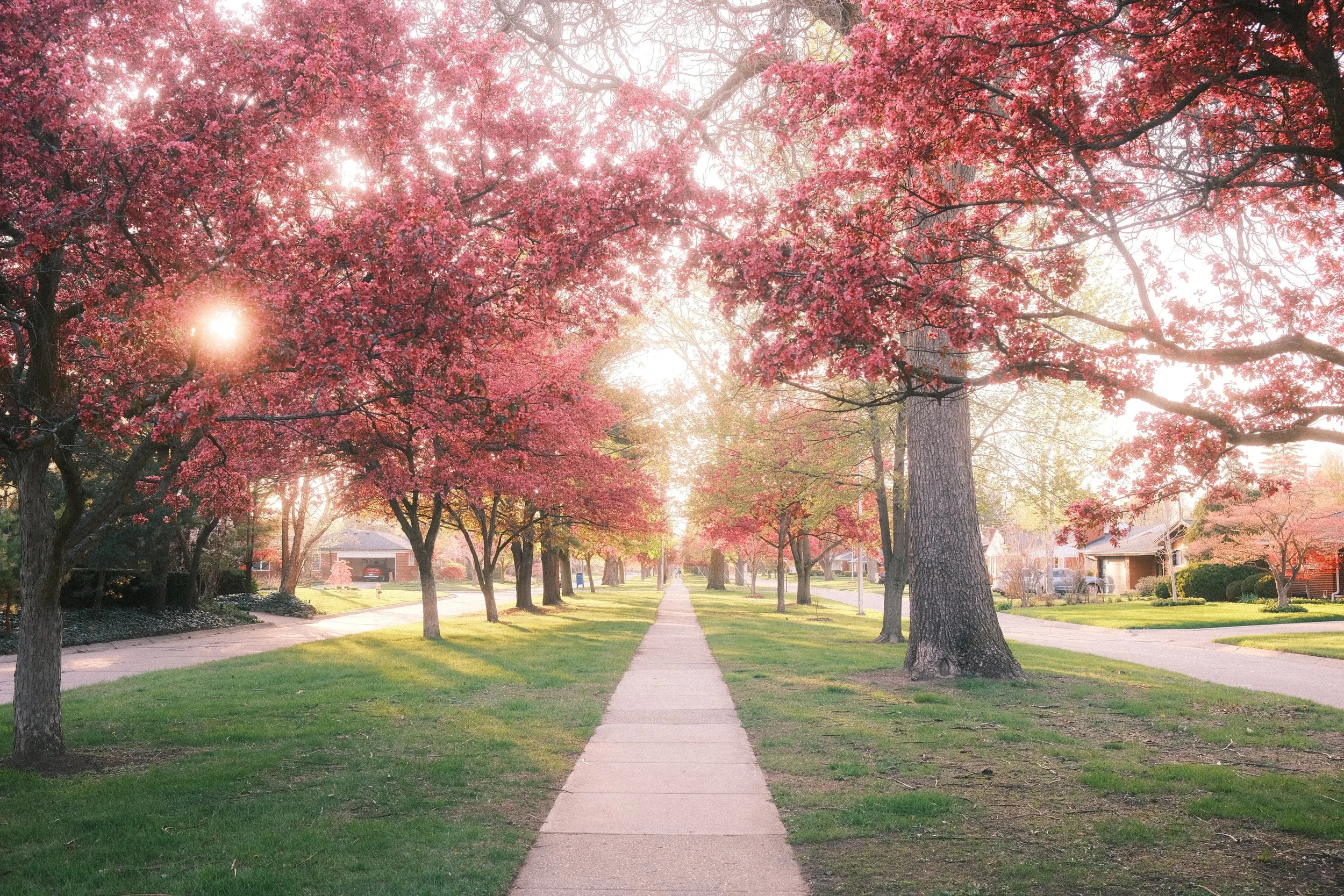 A suburban neighborhood street lined with pink flowering trees and houses, with a sidewalk and green grass on either side, during a sunny day.
