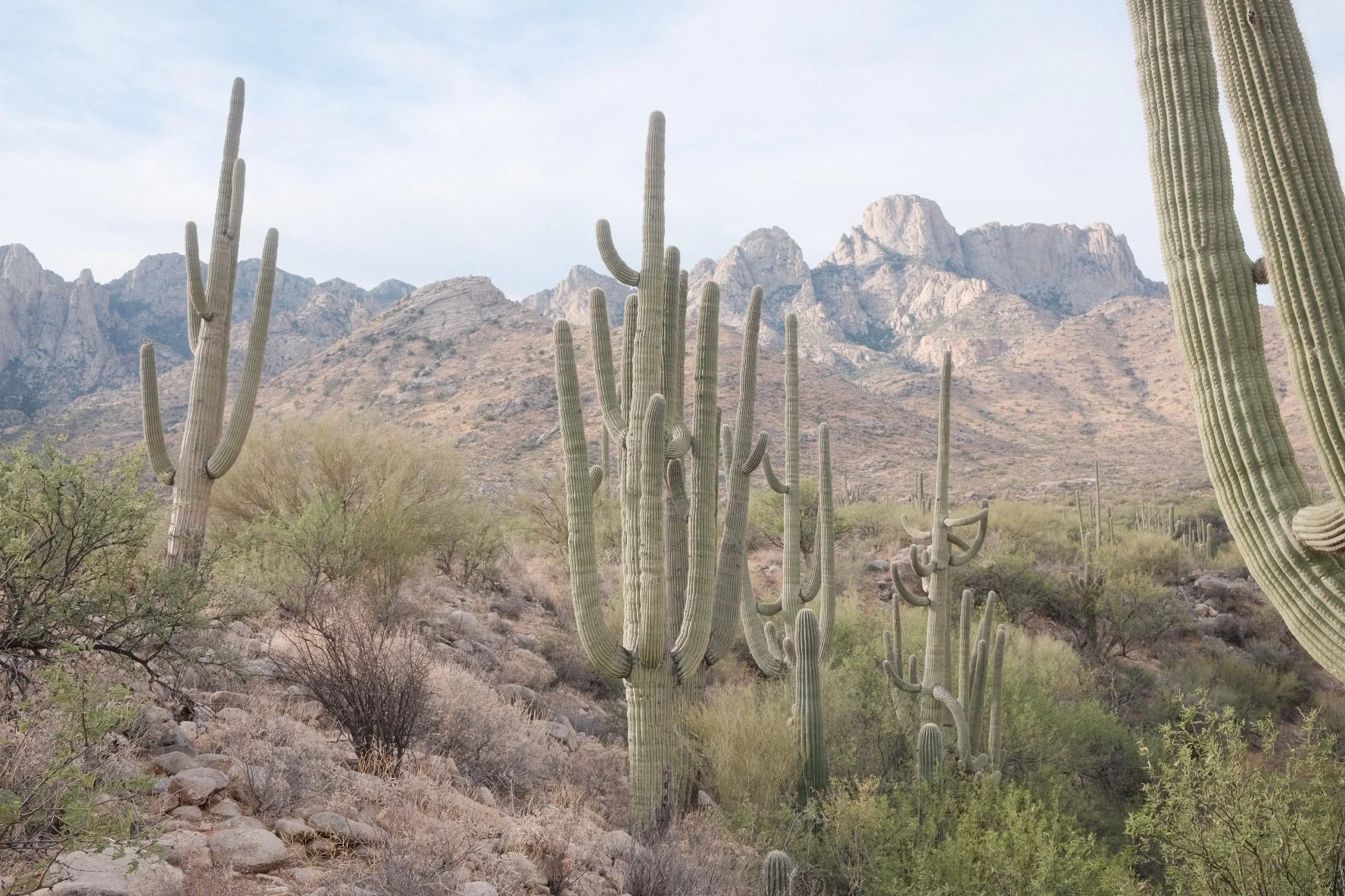 Desert landscape with tall saguaro cacti and rocky mountains in the background.