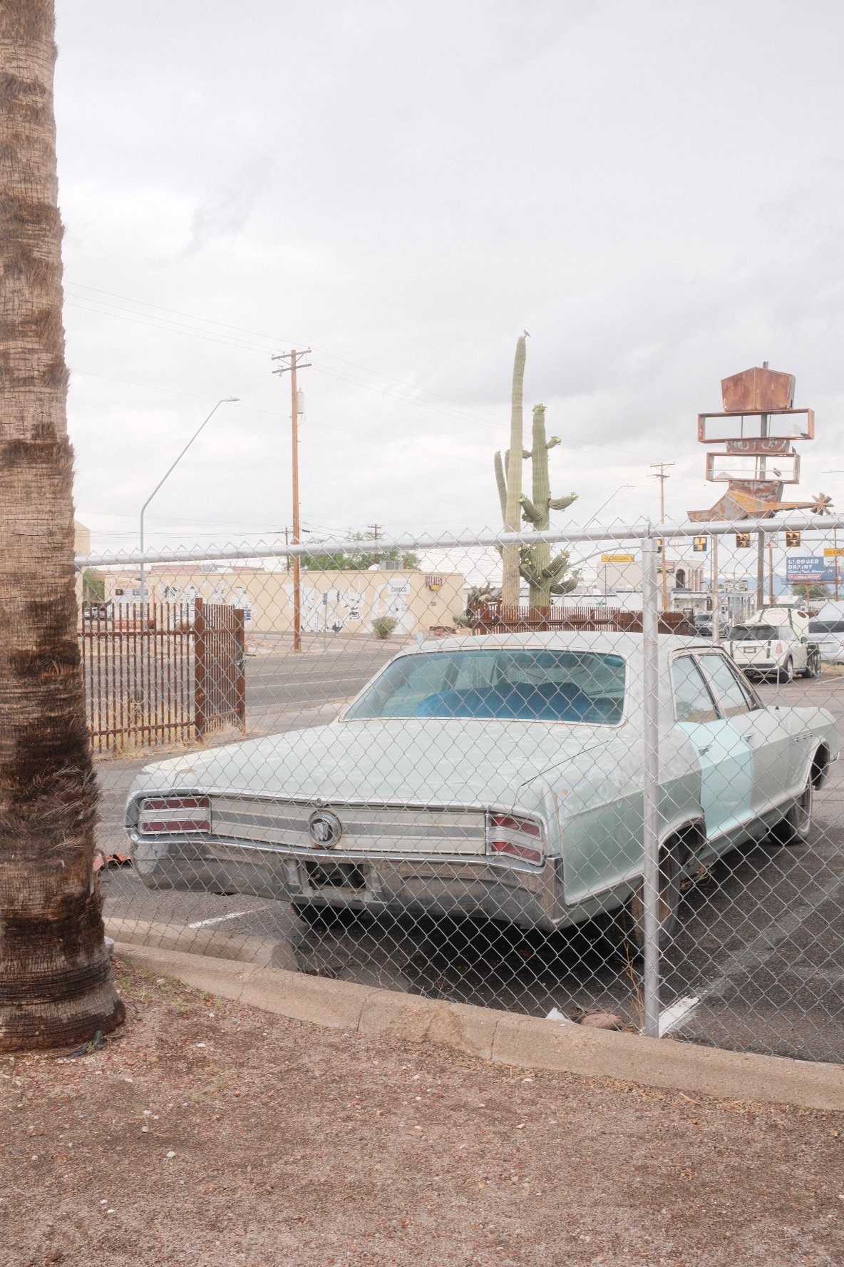 Old white car parked behind a chain-link fence with a palm tree on the left and a cactus in the background. Overcast sky.