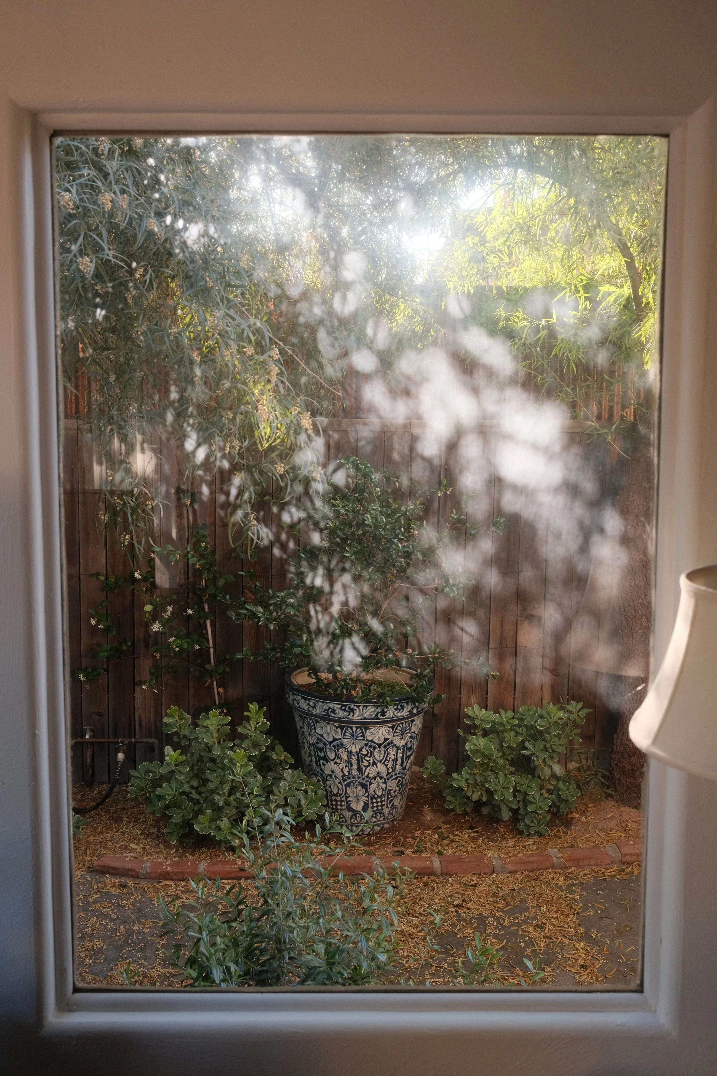View of a backyard garden through a window, with various green plants, small trees, a decorative blue and white pot, and a wooden fence in the background.