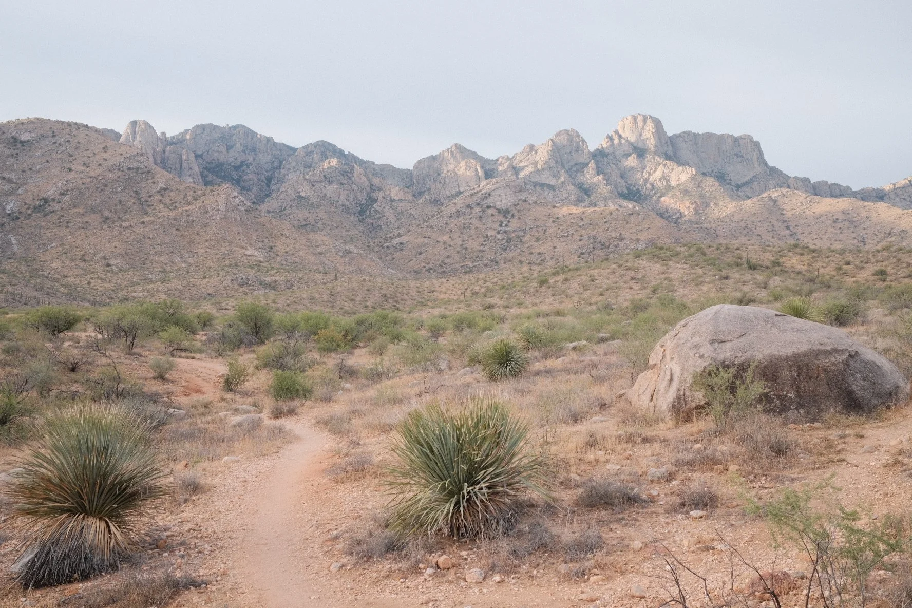 A desert landscape with sparse vegetation, cactus plants, large rocks, low bushes, and mountain range in the background under a clear sky.