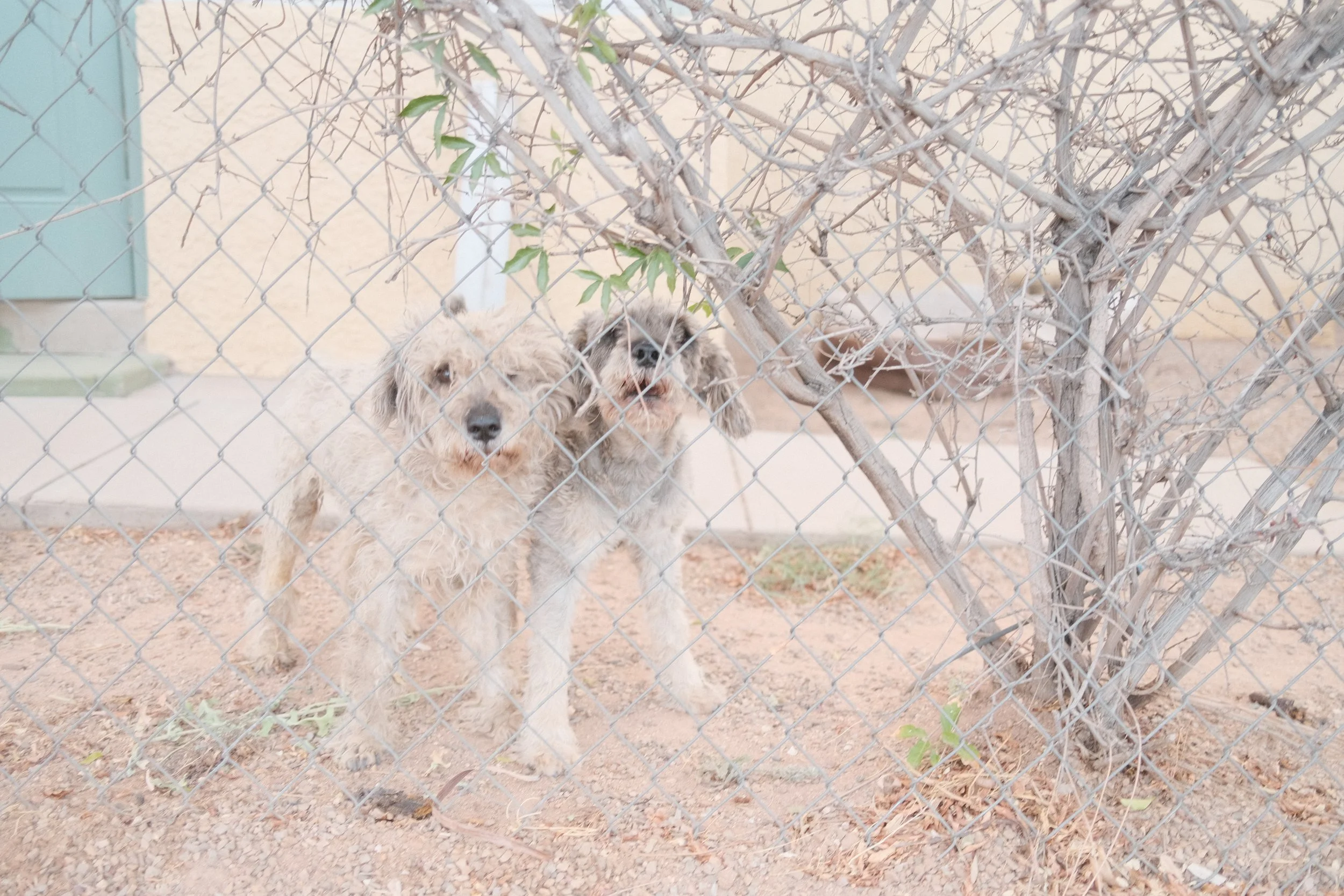 Two dogs standing behind a chain-link fence, with a leafless tree and pinkish wall in the background.
