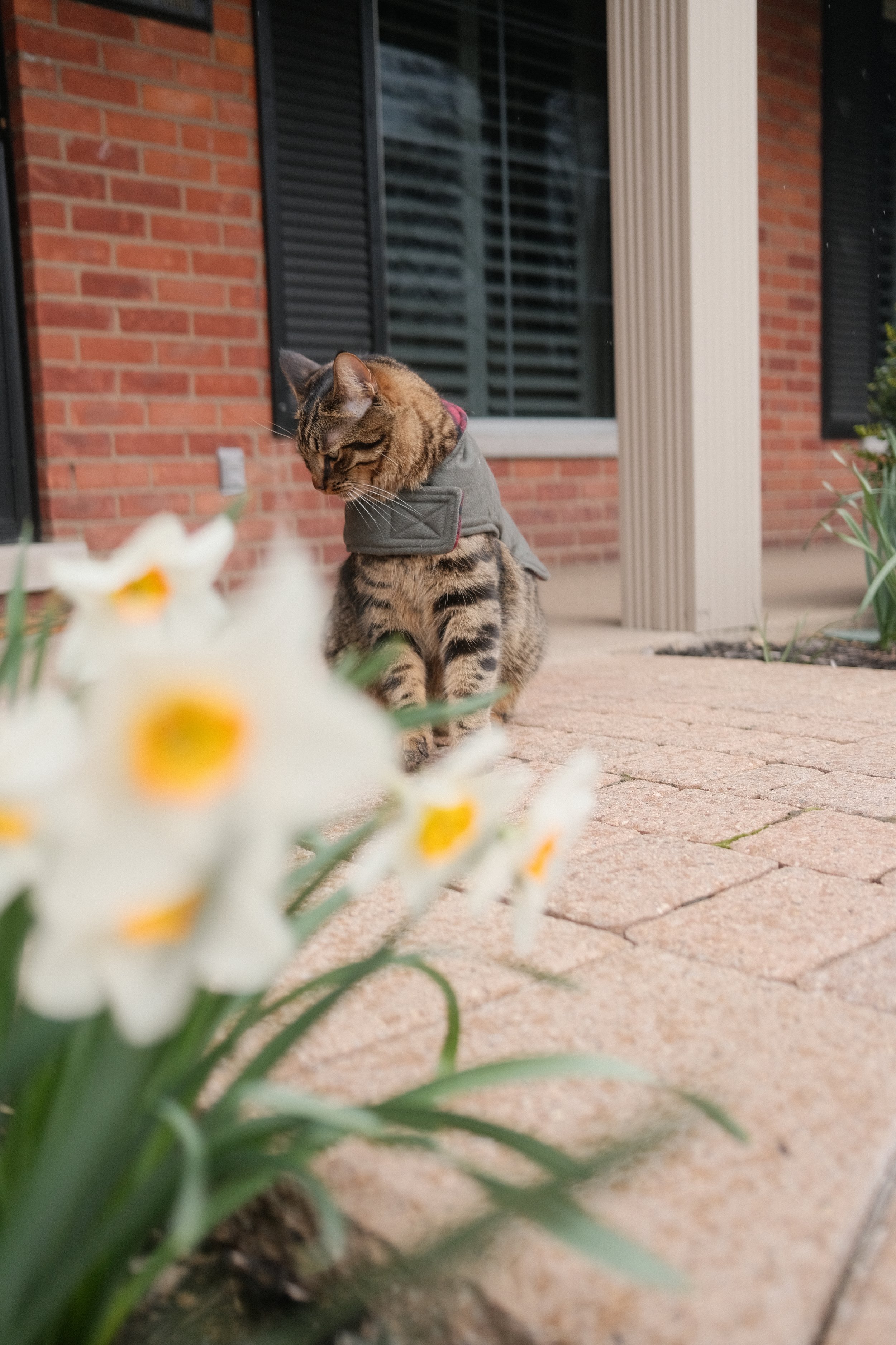 A tabby cat wearing a gray vest, sitting on a brick porch in front of a window with black shutters, with white flowers in the foreground.