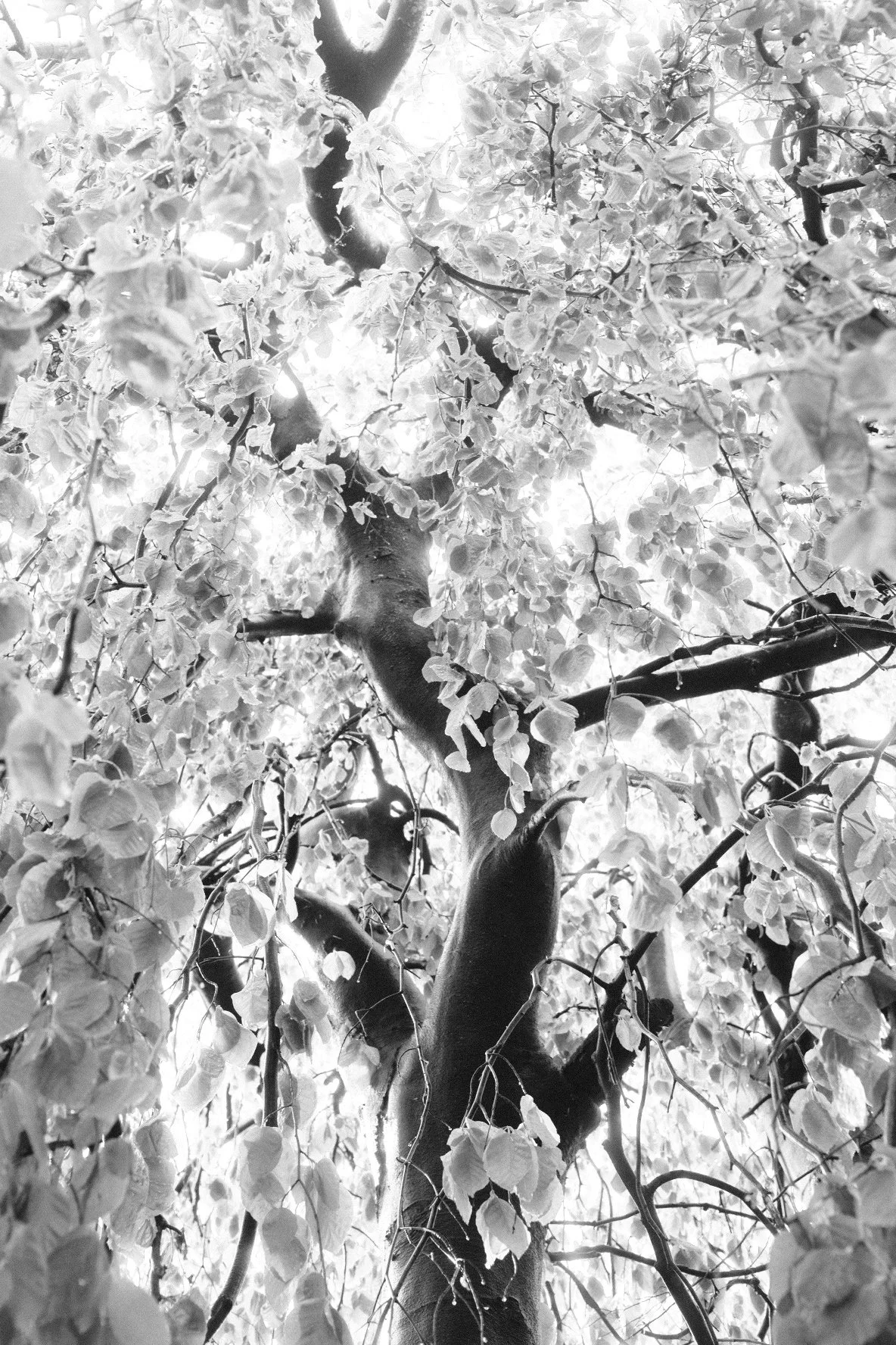 DSCF2711.JPG