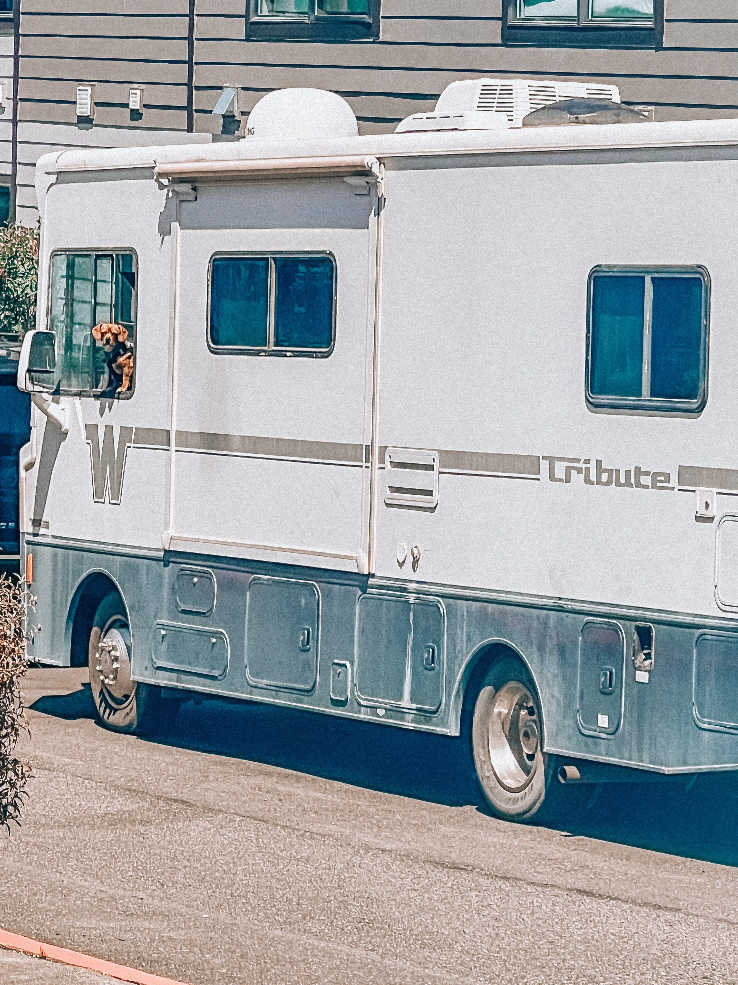 Out tour mate Theo is ready to go. Photo by Cooper Gillespie.