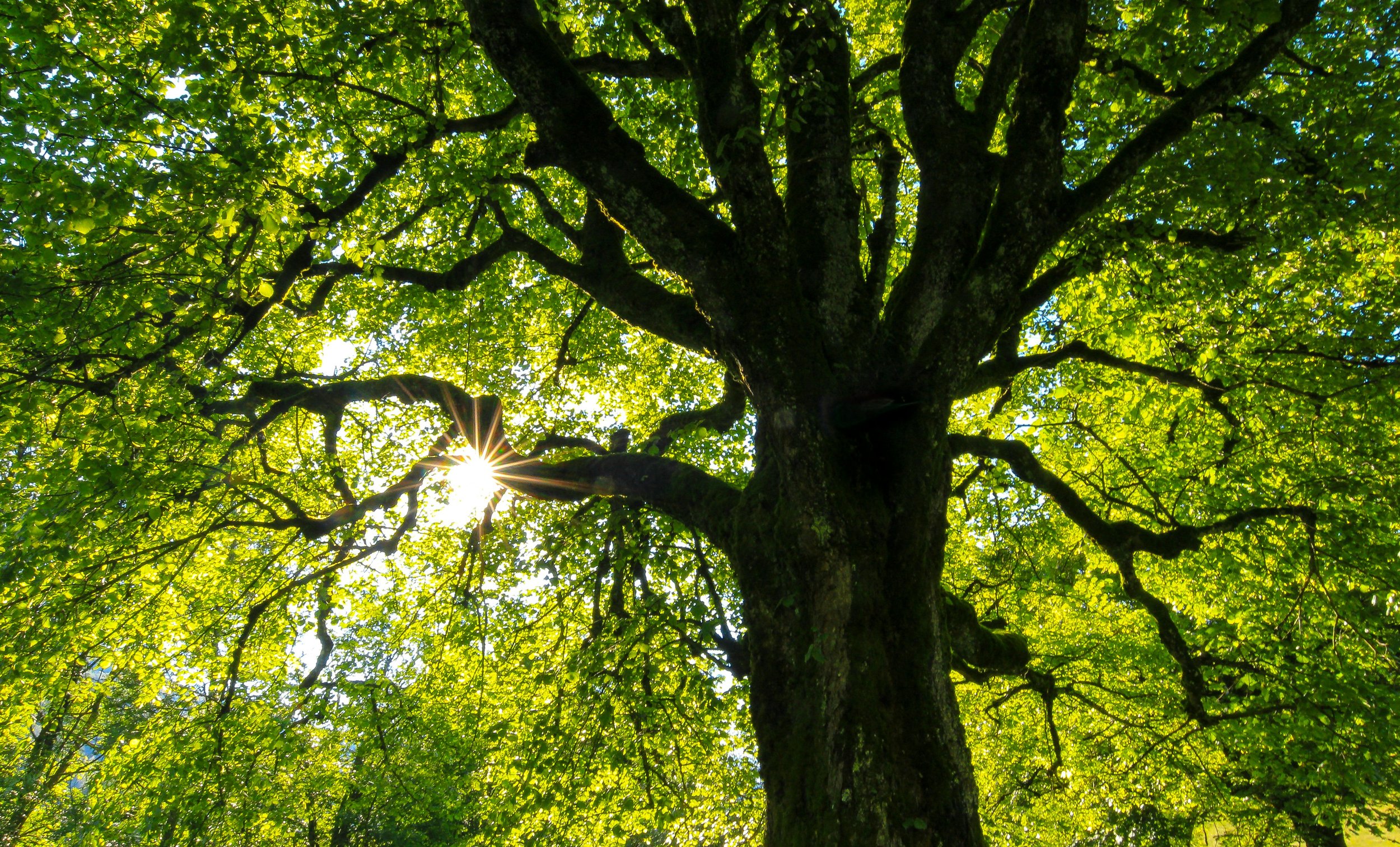 On Lineage, Mentorship, and Calling