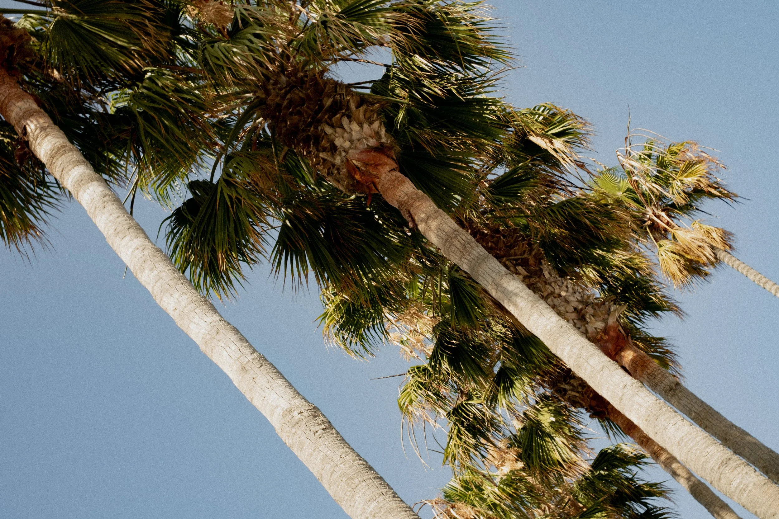 Palm trees nature photography by Dr. Tammy Bui, a reconstructive and aesthetic dentist serving Irvine and Dana Point in Orange County, California.