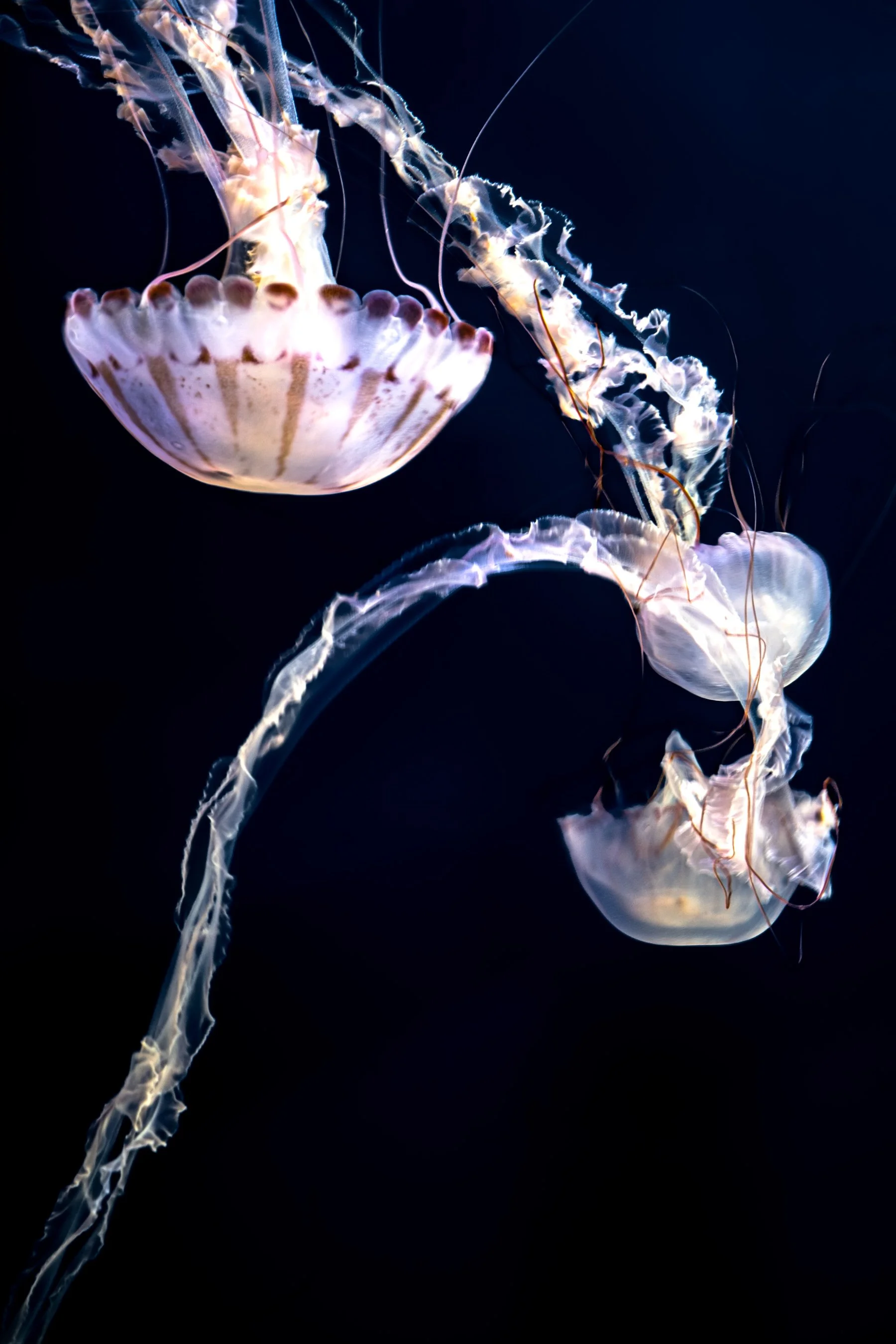 Jellyfish nature photography by Dr. Tammy Bui, a reconstructive and aesthetic dentist serving Irvine and Dana Point in Orange County, California.