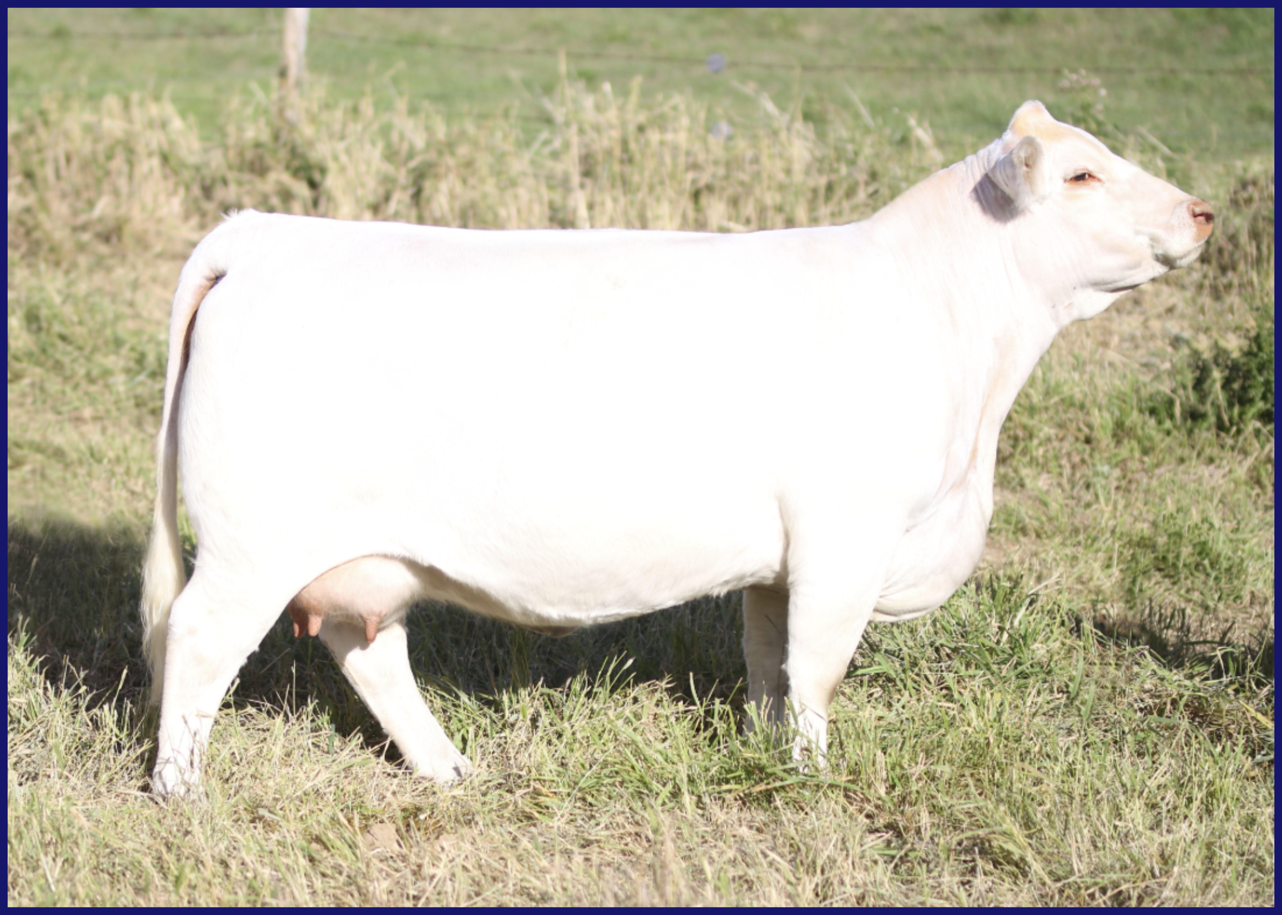 White cow standing in a grassy field.