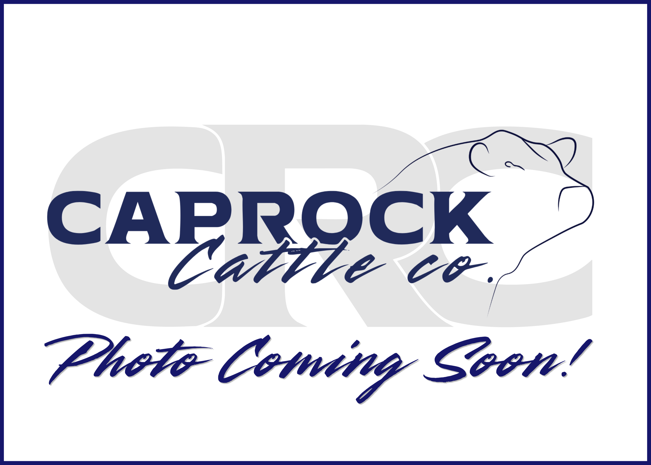Placeholder image with text 'Photo Coming Soon!' and a silhouette of a cow, associated with Caprock Cattle Co.