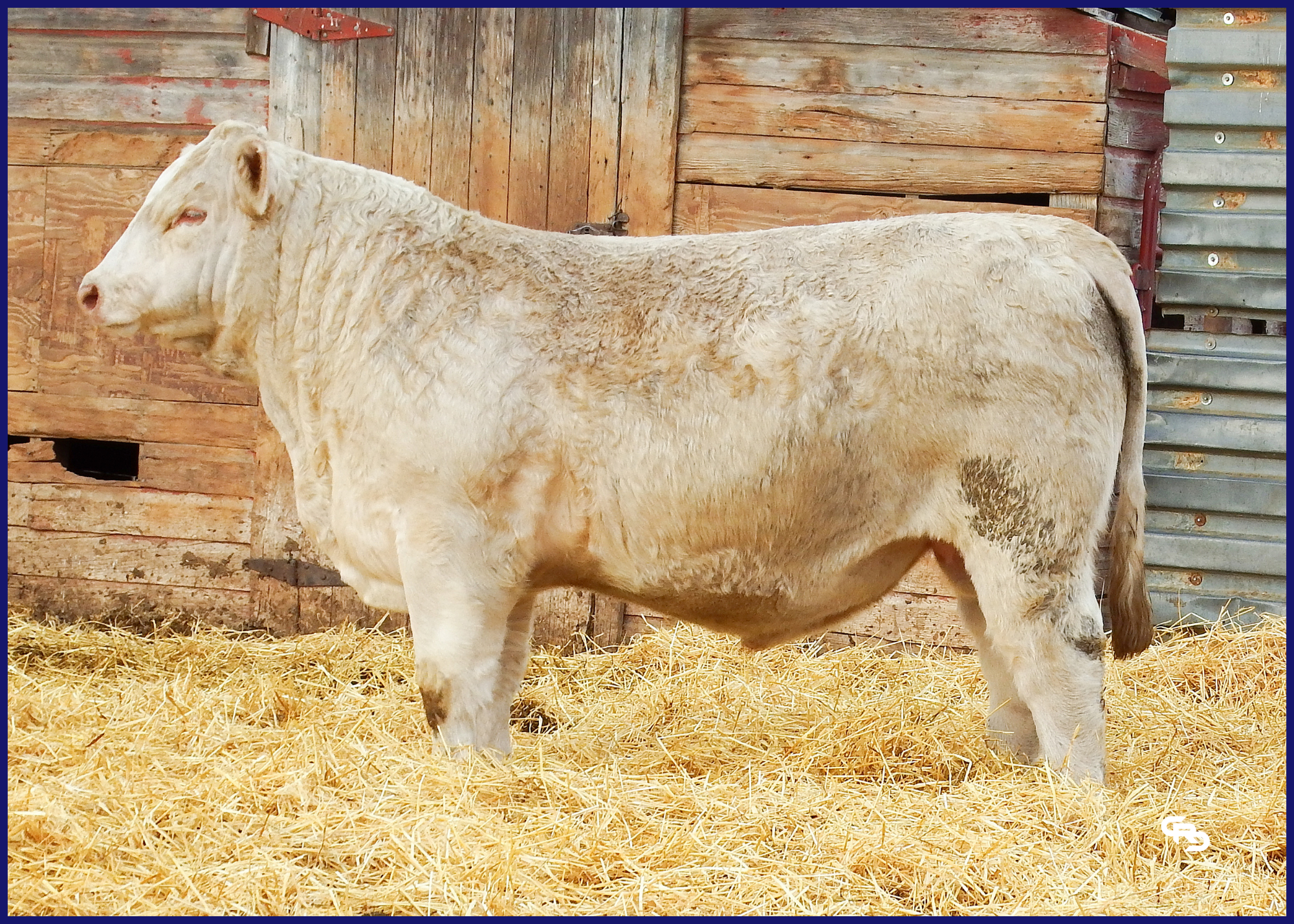 DCR MR LEXINGTON L354