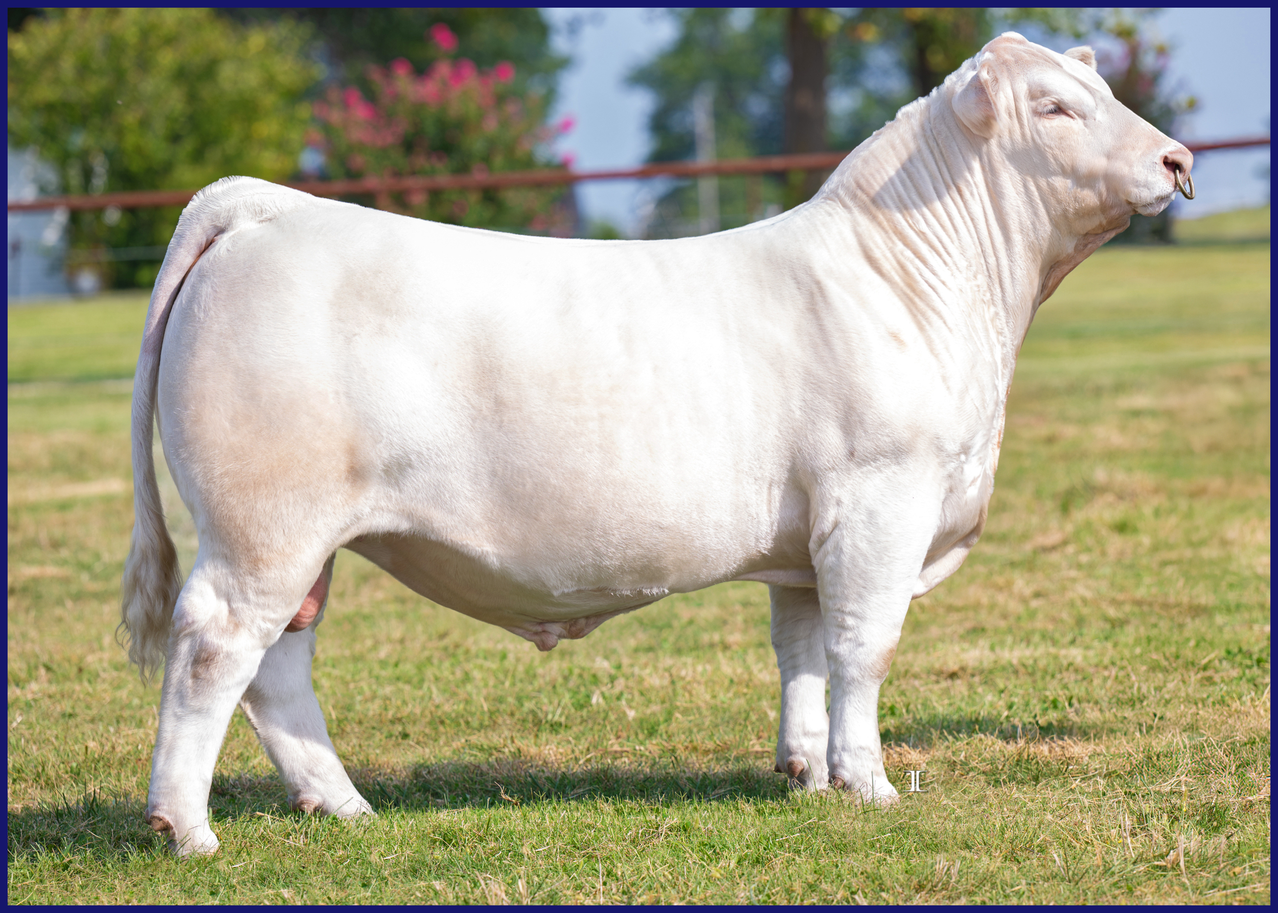 A person leading a white cow with a leash inside a livestock show arena, with spectators seated in the background.