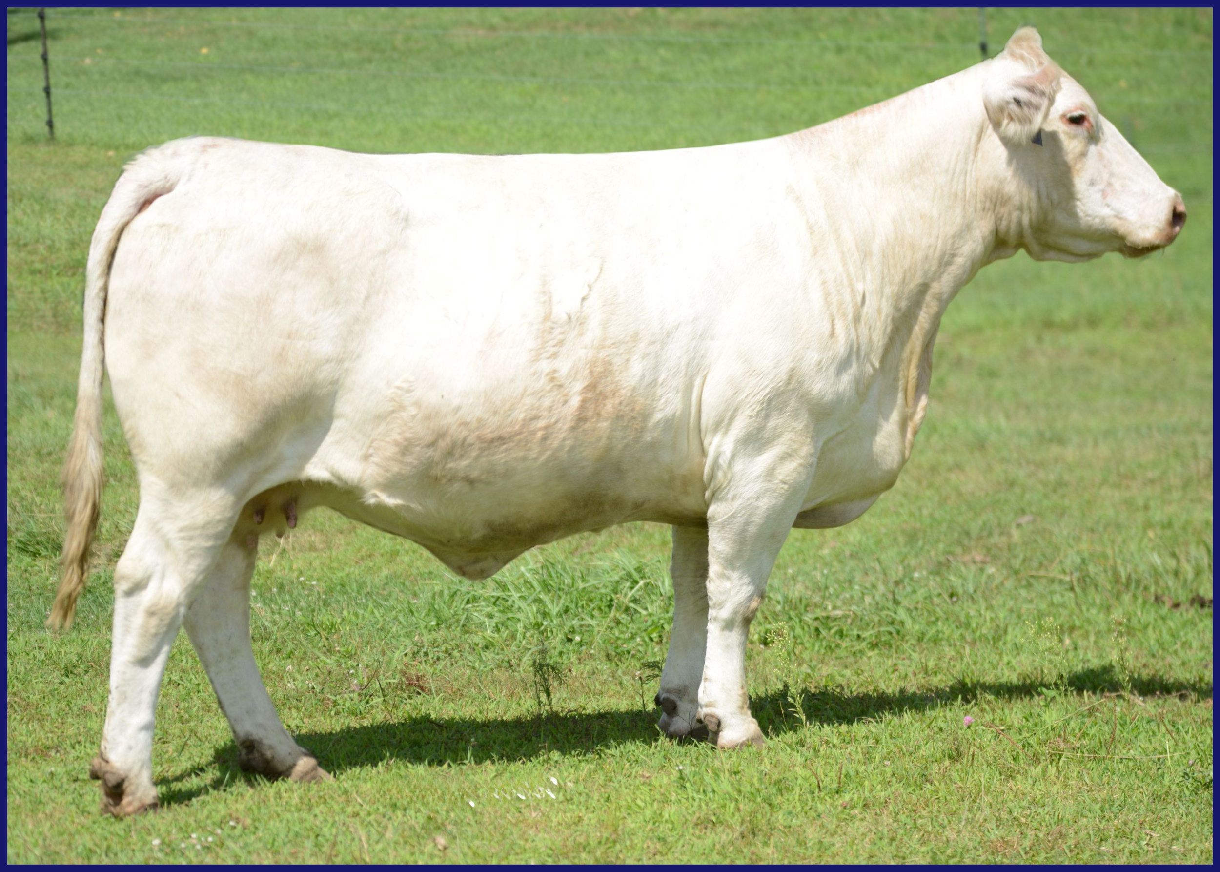 White cow standing in a grassy field