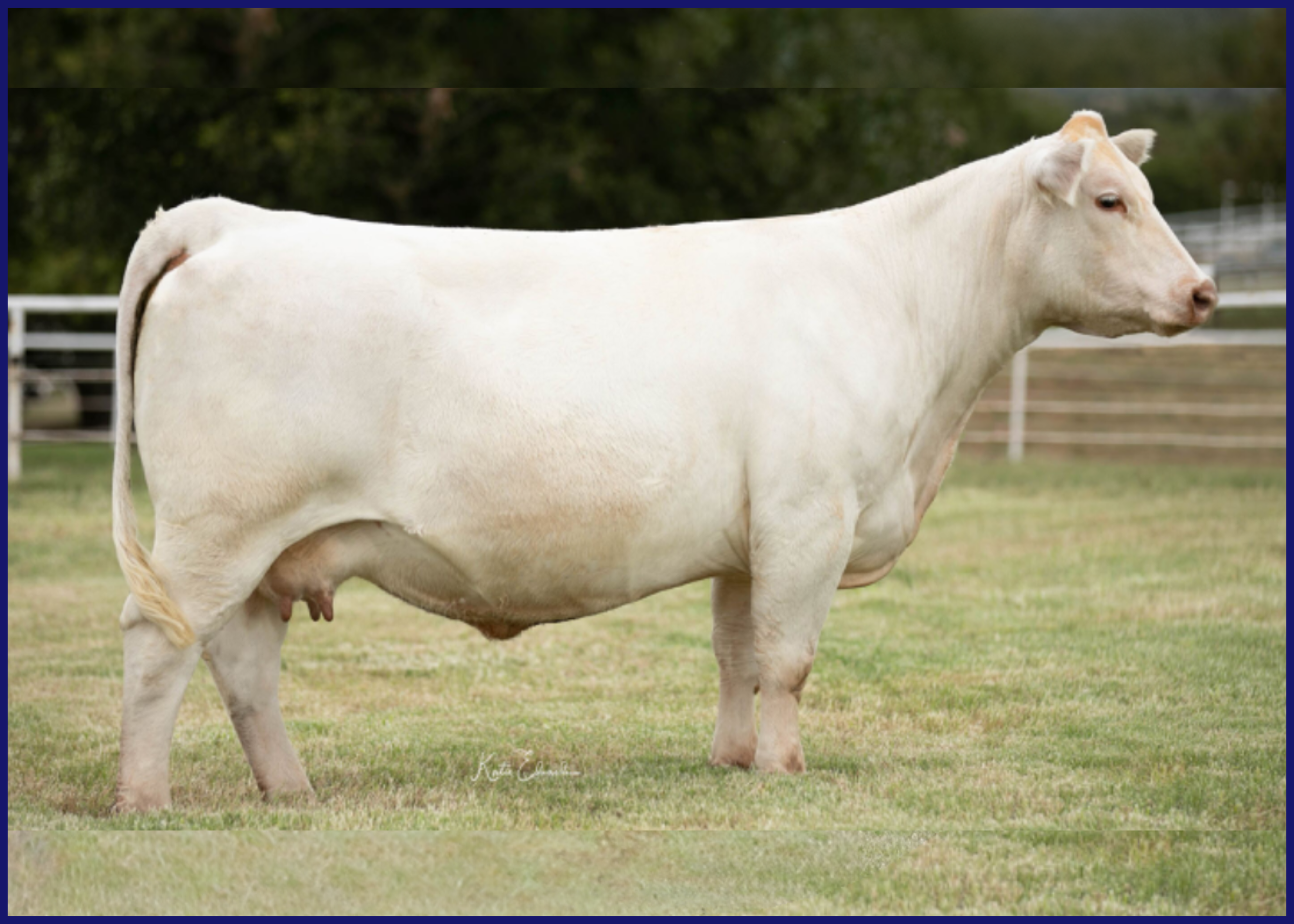 A white cow standing on grass in a fenced area with trees in the background.