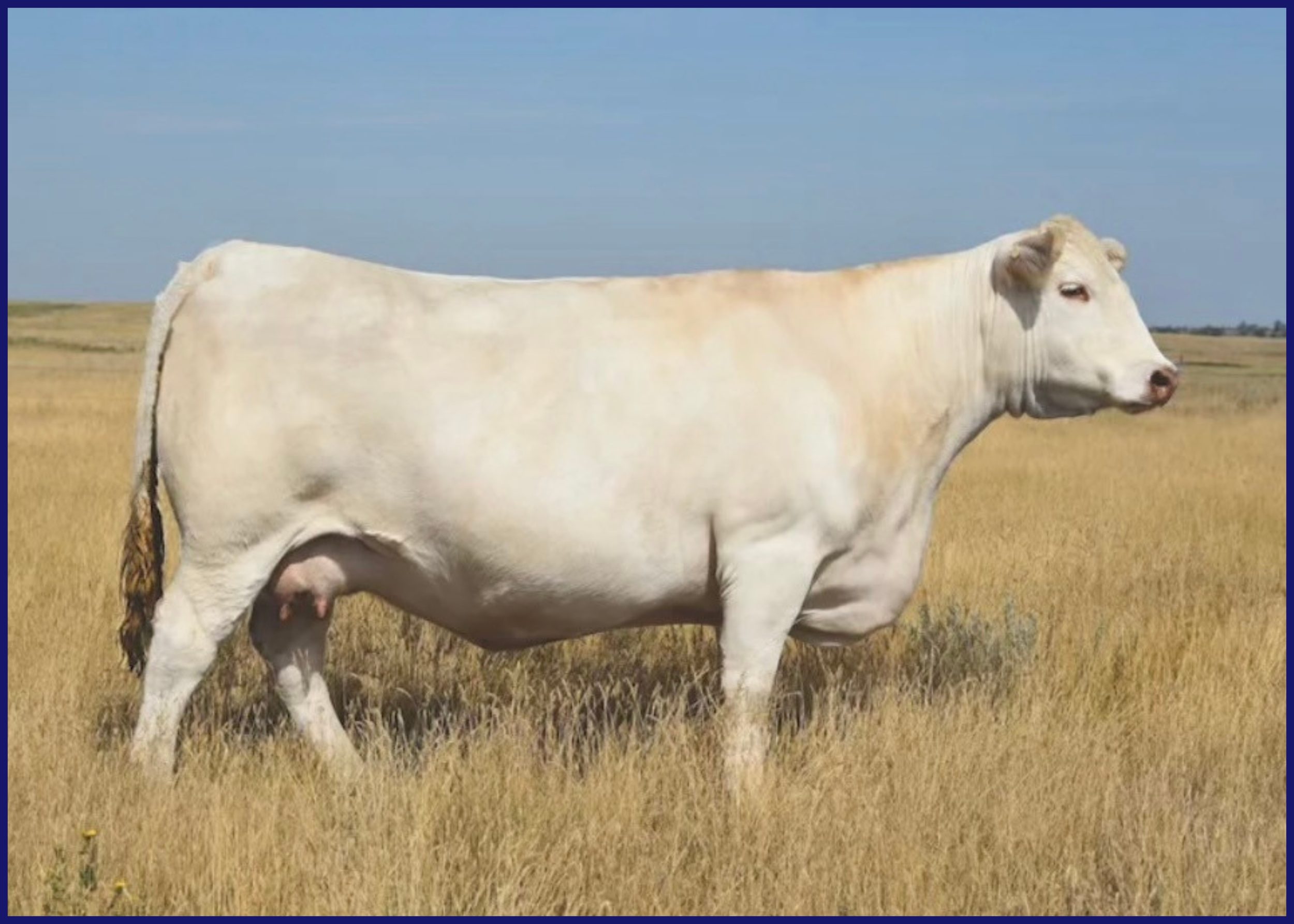 White cow standing in a grassy field under a clear blue sky.