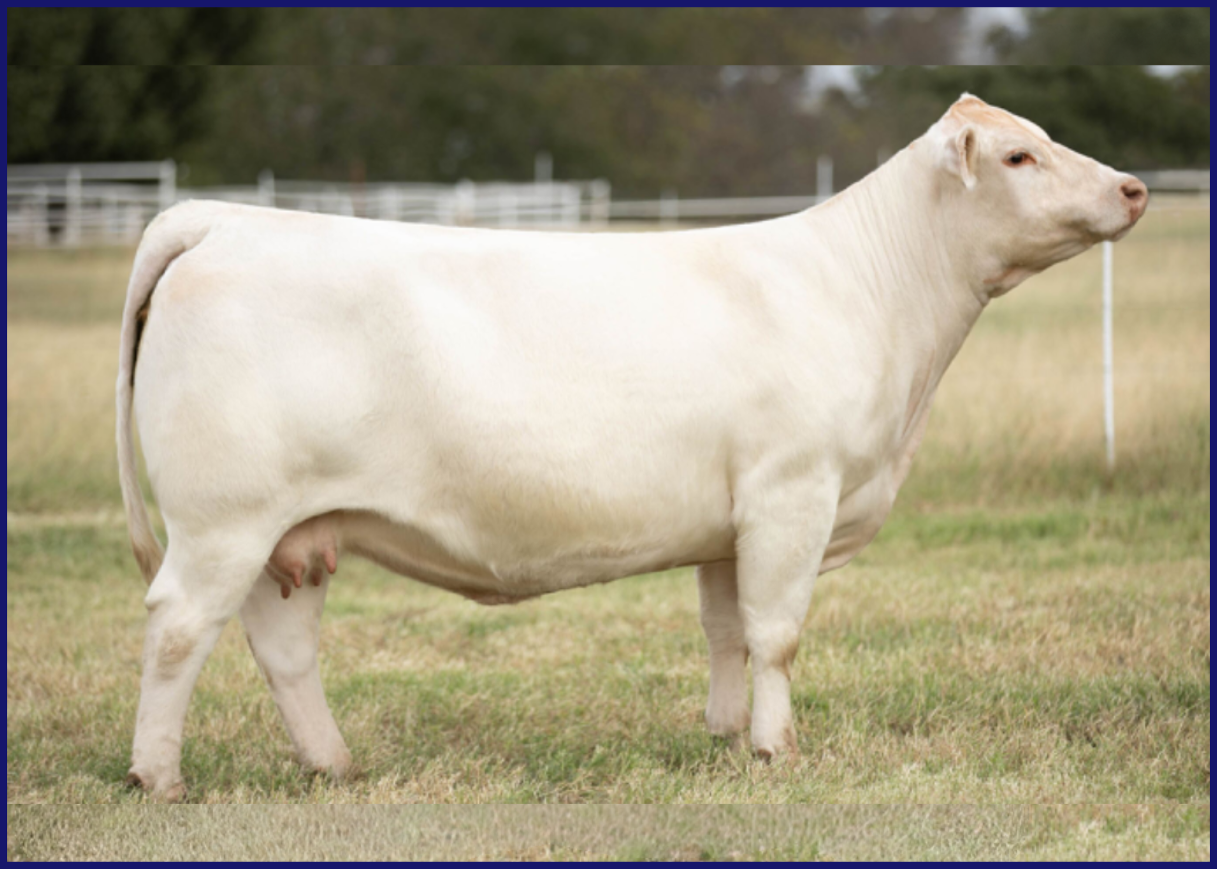 A light-colored cow standing in a grassy field with a wire fence in the background.