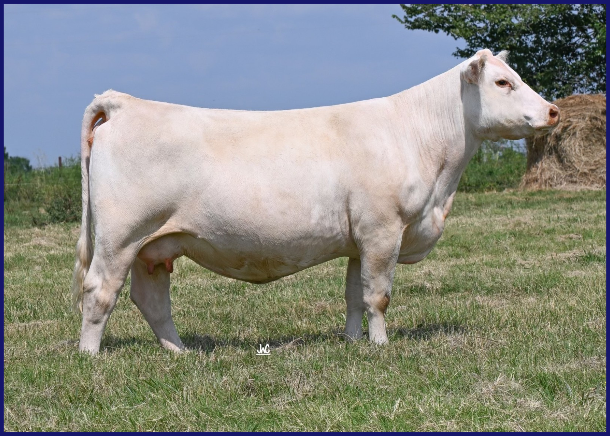 White cow standing in a grassy field with hay bales and trees in the background.