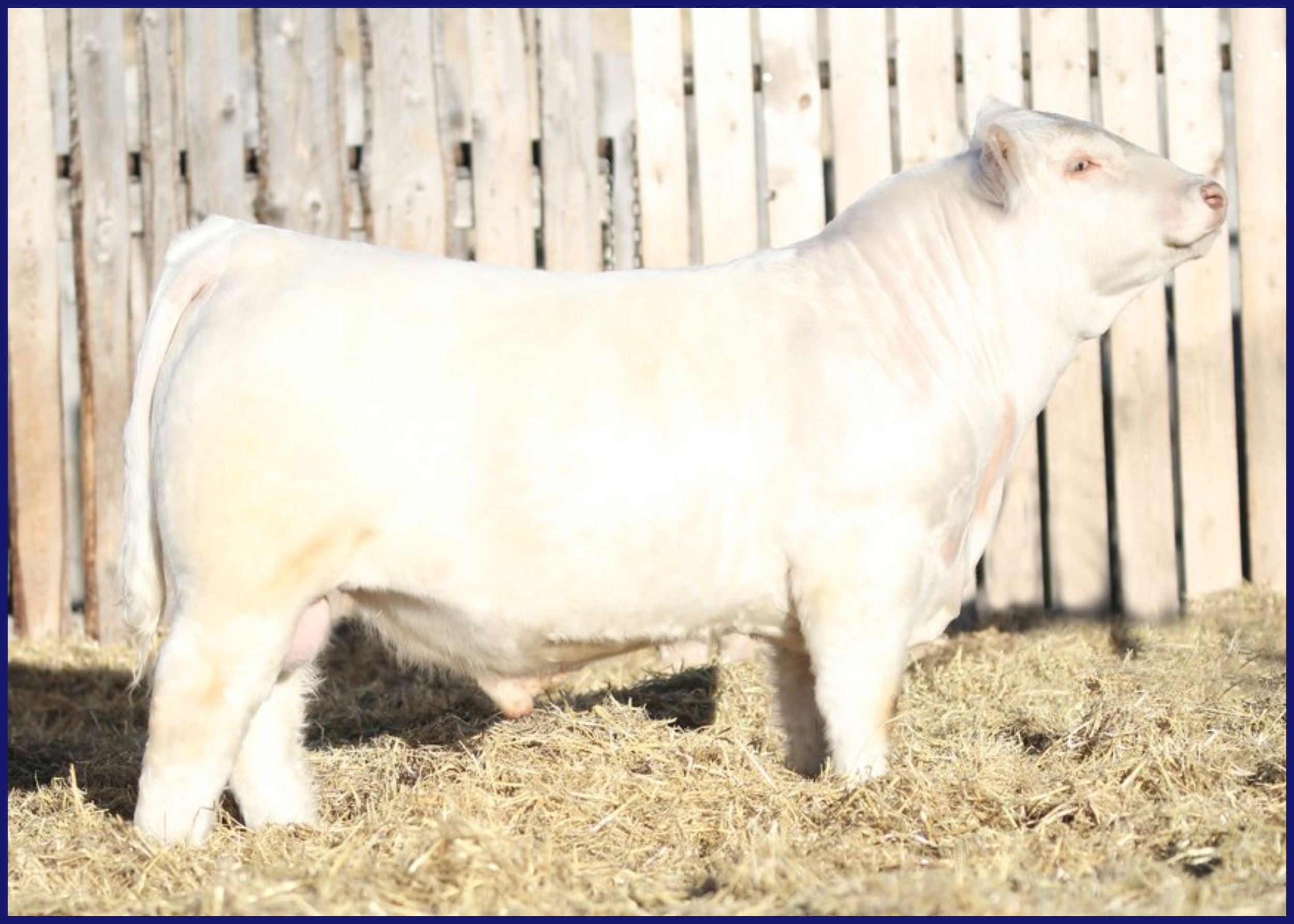 White cow standing on straw in front of a wooden fence.