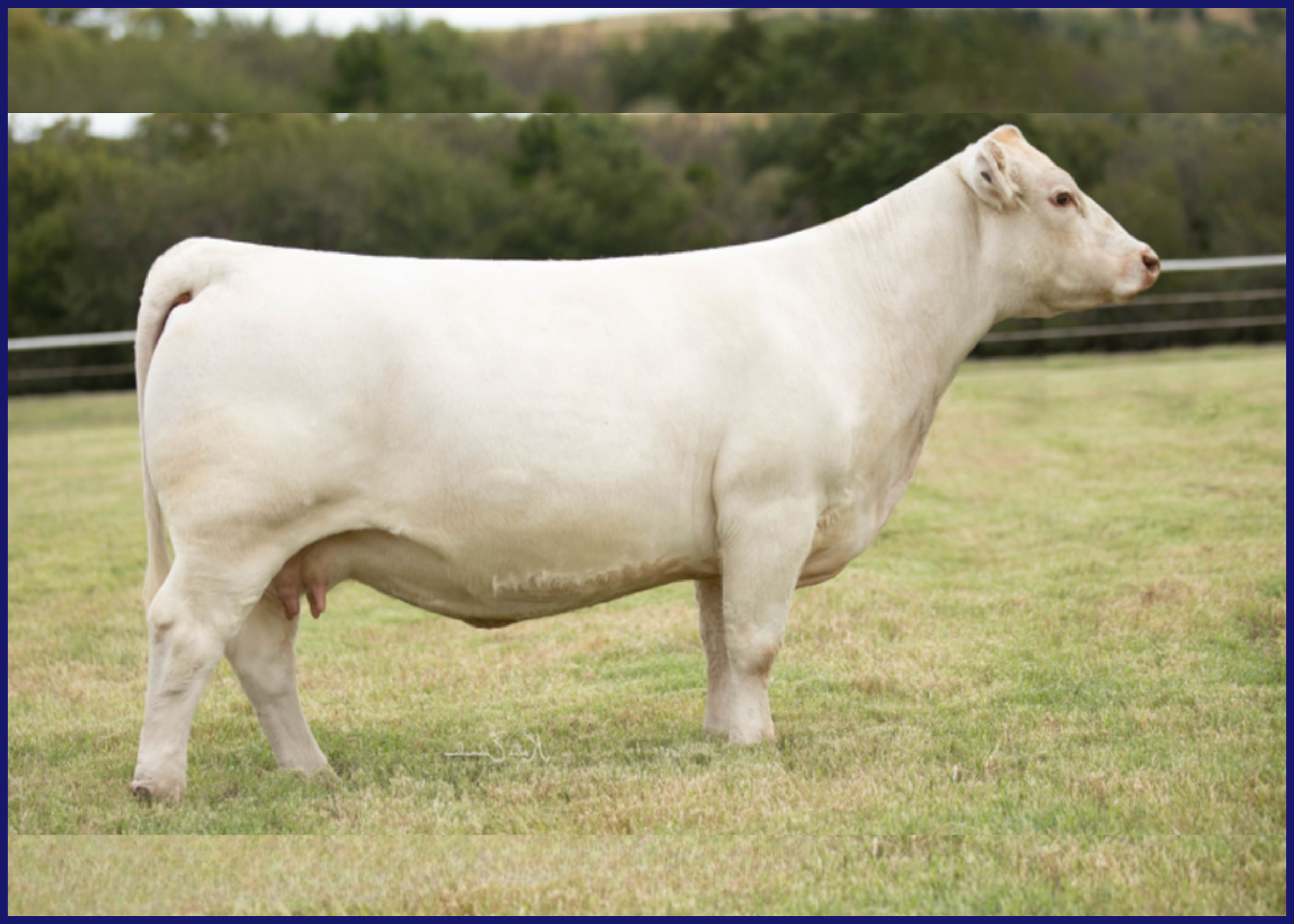 White cow standing in a grassy field with trees in the background.