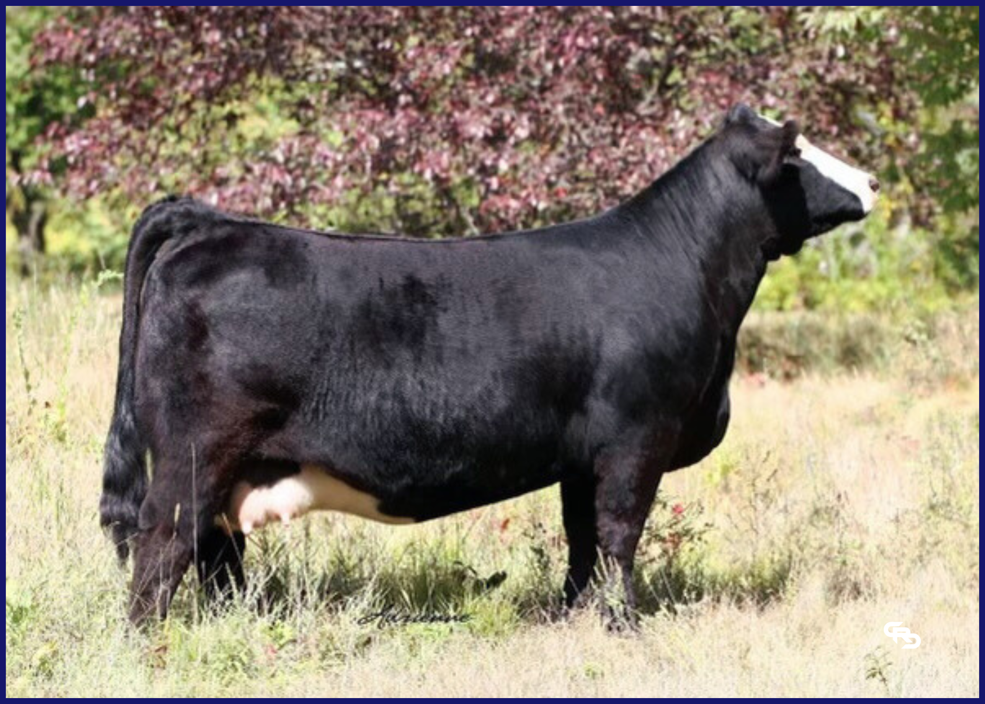 Angus cow standing in a grassy field