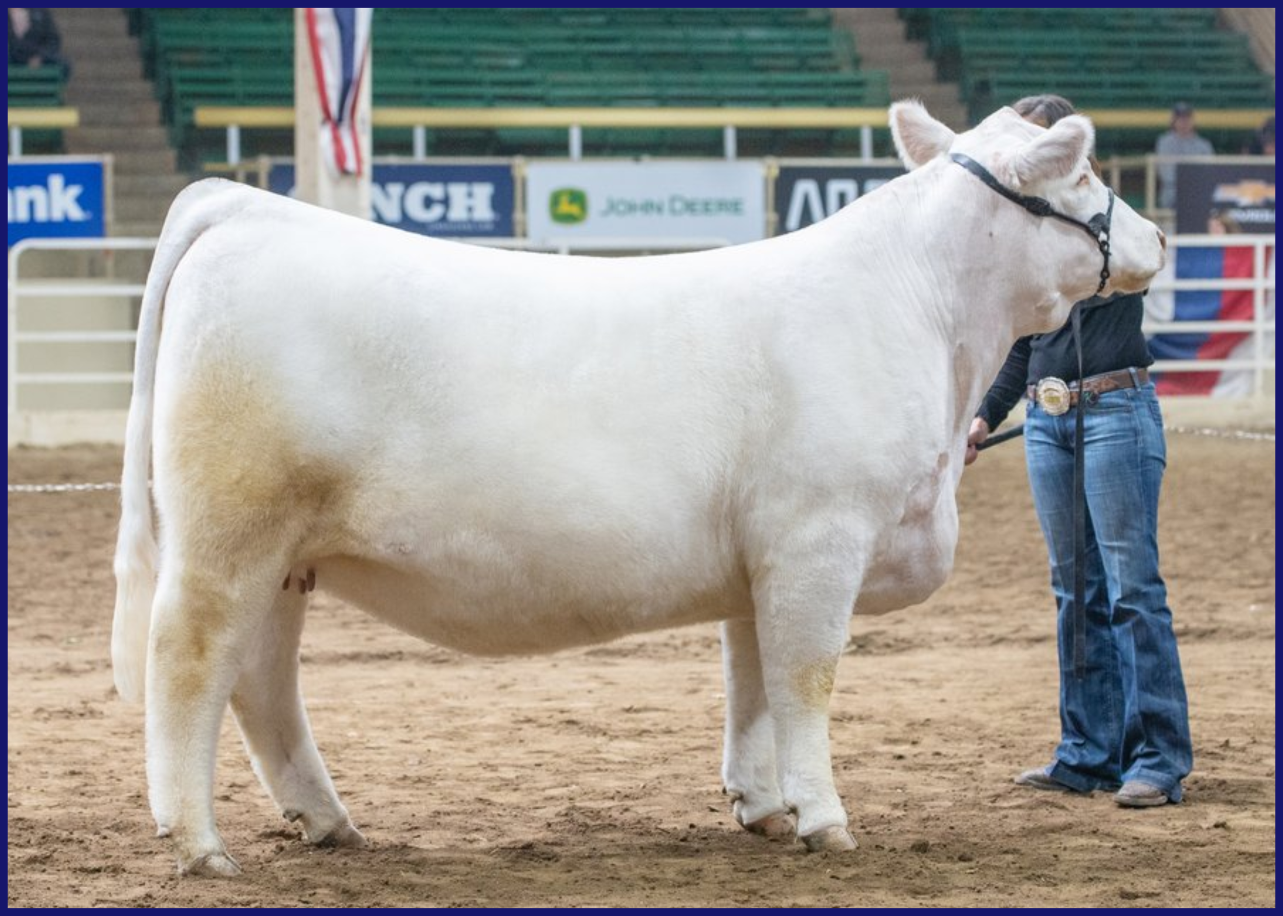 White cow being led in a livestock show ring