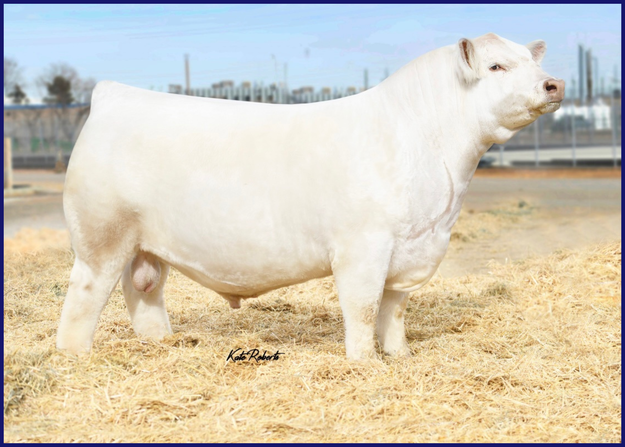 A white bull standing on straw with a fence and sky in the background.